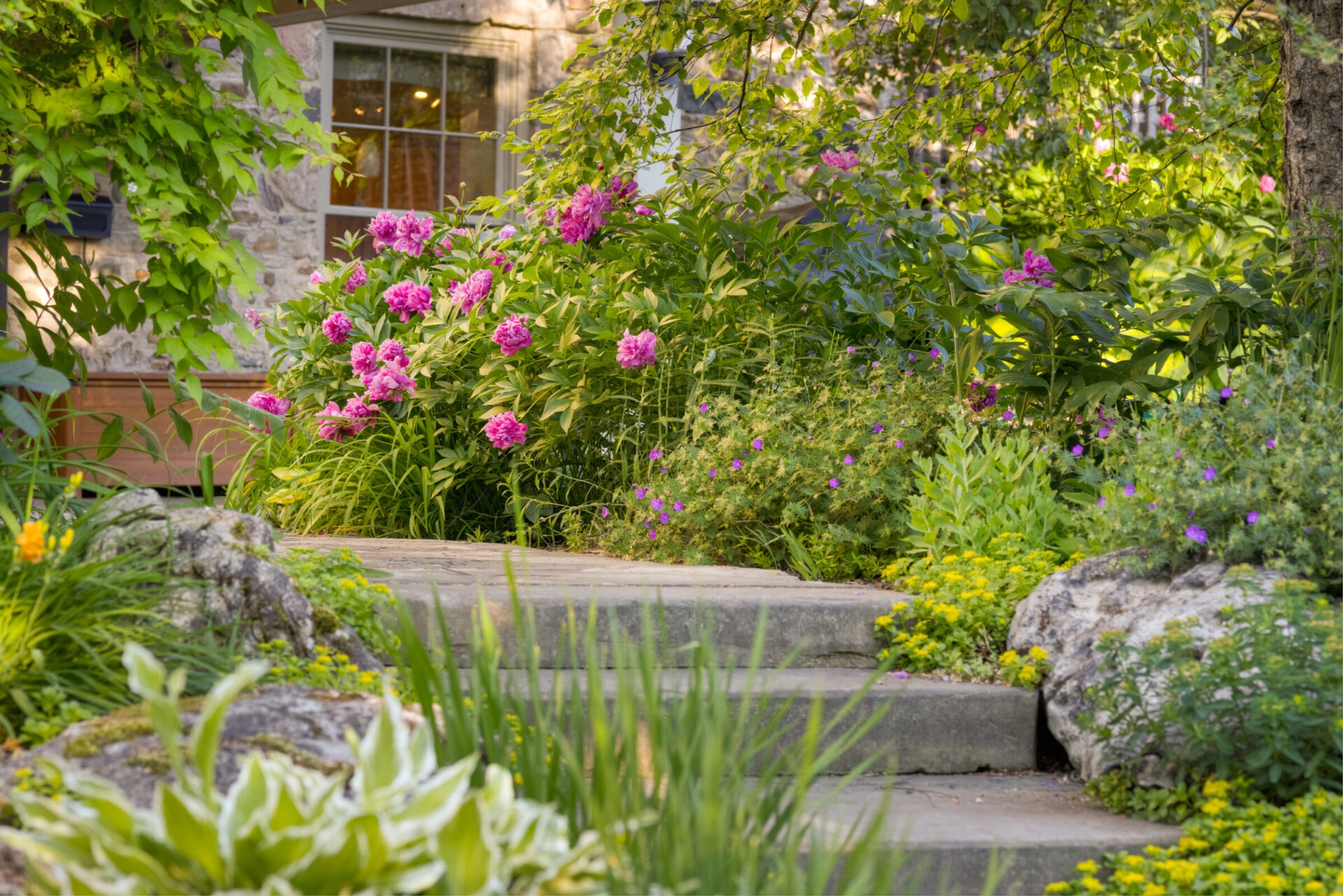 A tranquil garden path with flourishing pink flowers, lush greenery, stone steps, and a glimpse of a traditional stone building in the background.