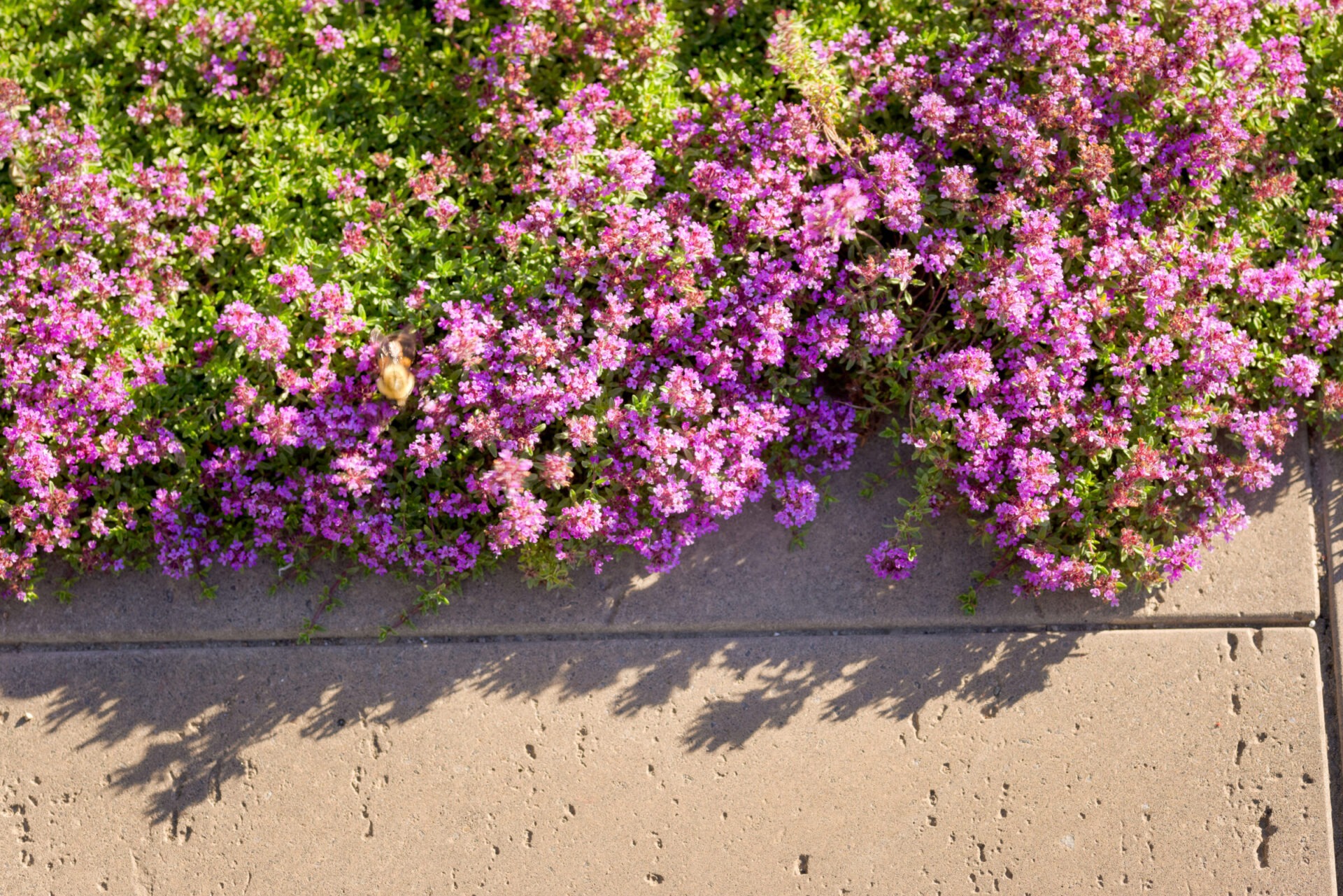 This image shows a bunch of vibrant purple flowers overhanging a concrete edge, casting shadows in the sunlight on the textured ground beneath.