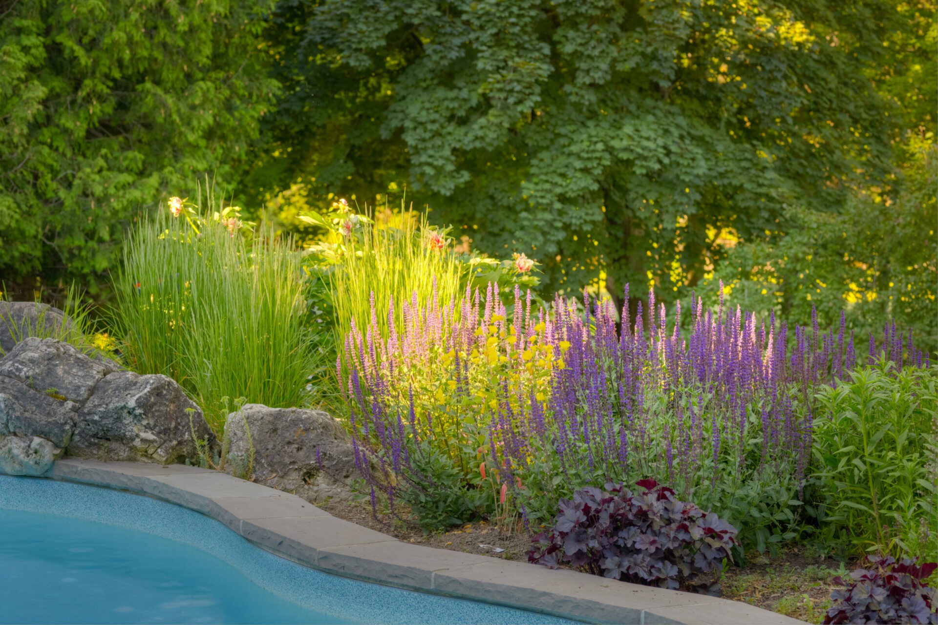 A serene garden with vibrant purple flowers, lush greenery, a stone border, and a glimpse of a tranquil blue pool under soft sunlight.