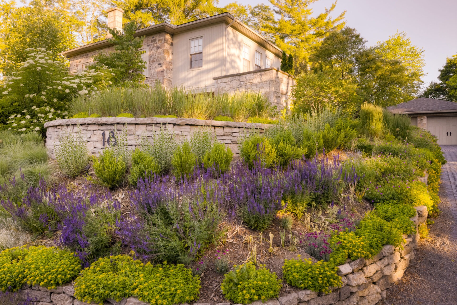 A terraced garden with stone walls featuring lush lavender plants, green shrubbery, and a house partially visible in the background at sunset.