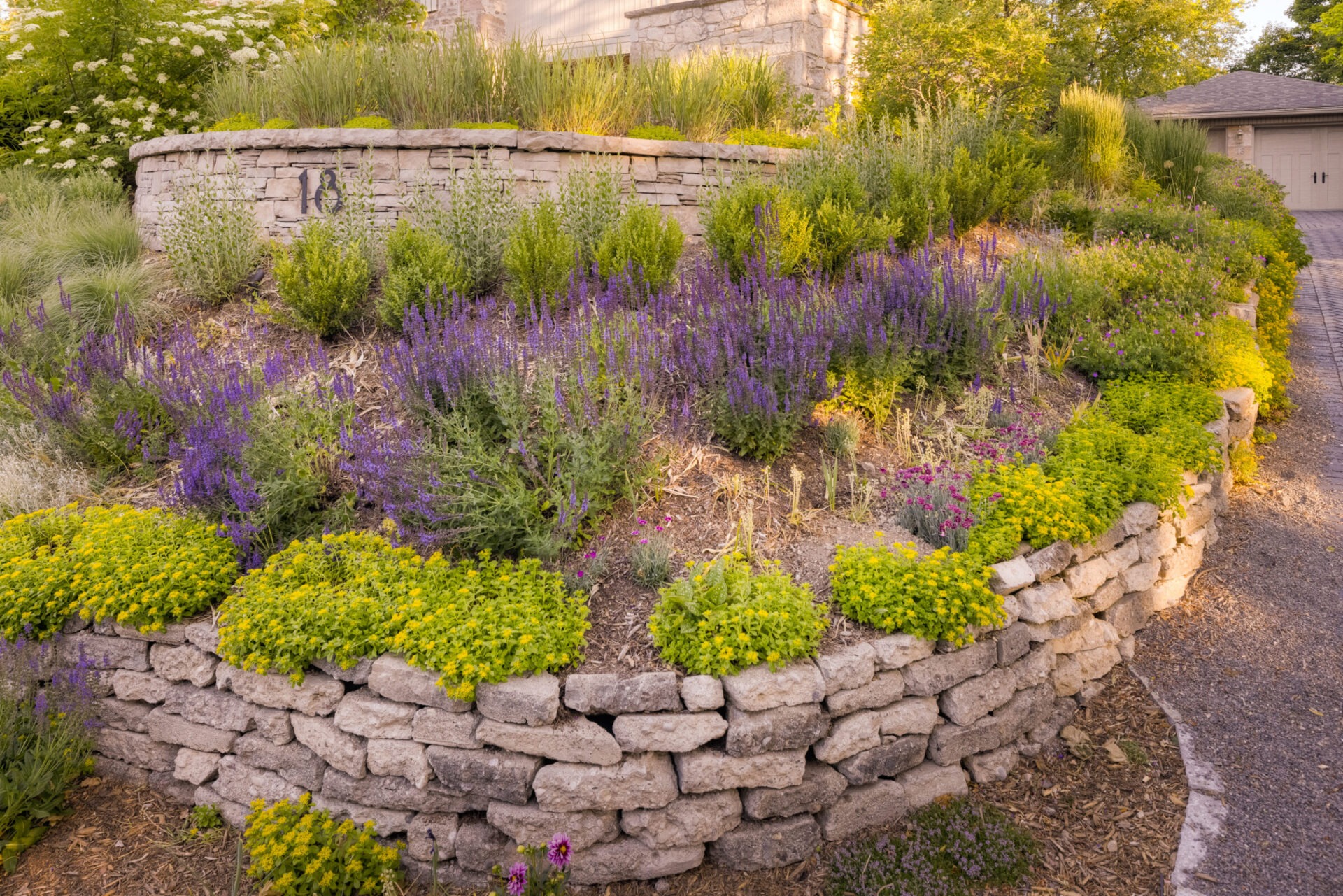 A terraced garden with stone walls featuring purple and yellow flowers, lush greenery, next to a driveway leading to a garage.