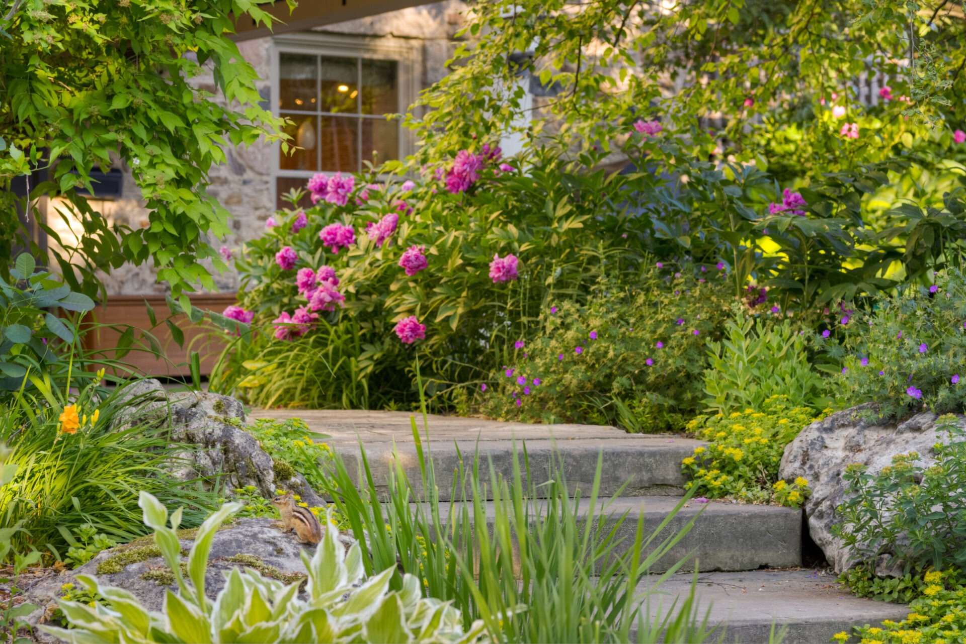 A serene garden with a variety of lush plants, blooming pink peonies, and stone steps leading to a quaint house partially hidden by foliage.