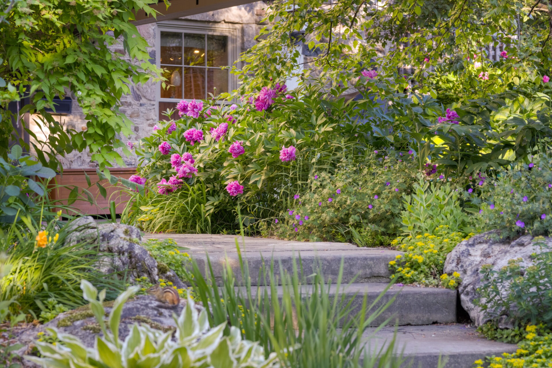 A lush garden with blooming pink peonies, stepping stones, and a variety of green plants in front of a stone house with windows reflecting sunlight.