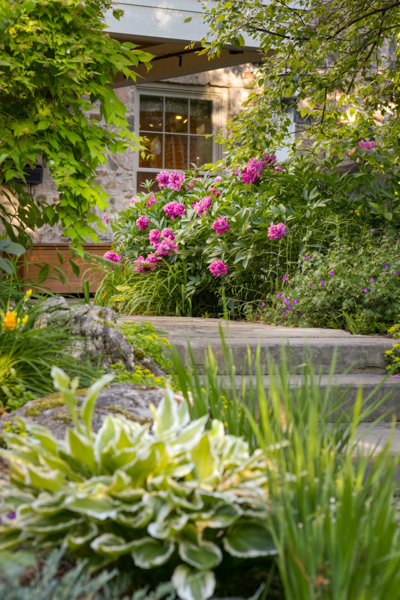 This image shows a lush garden with vibrant pink peonies, green foliage, variegated hostas, and a stone house with a window partially visible.