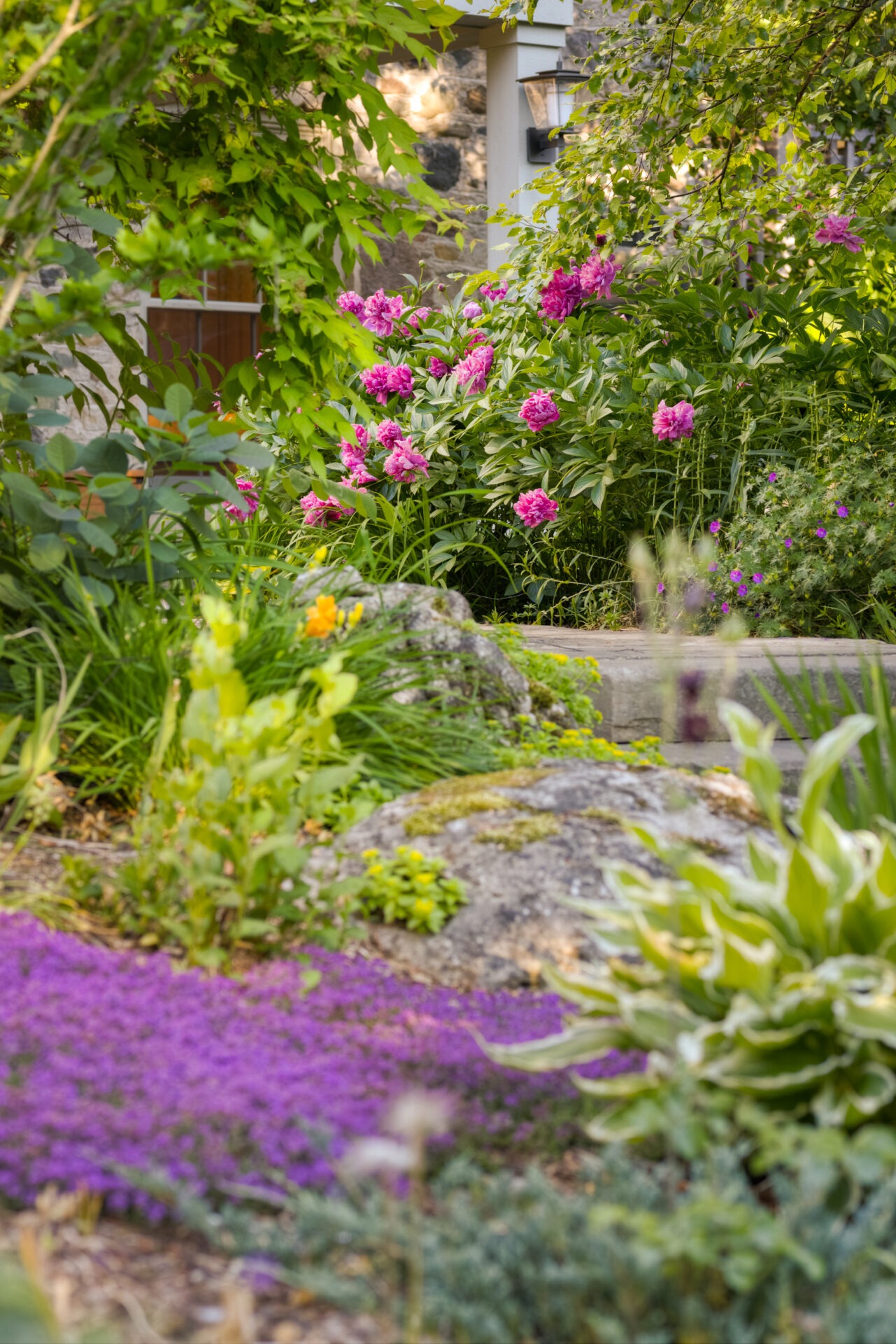 A lush garden with vibrant pink peonies, purple ground cover, and various green plants, set against a backdrop of a stone wall and building.
