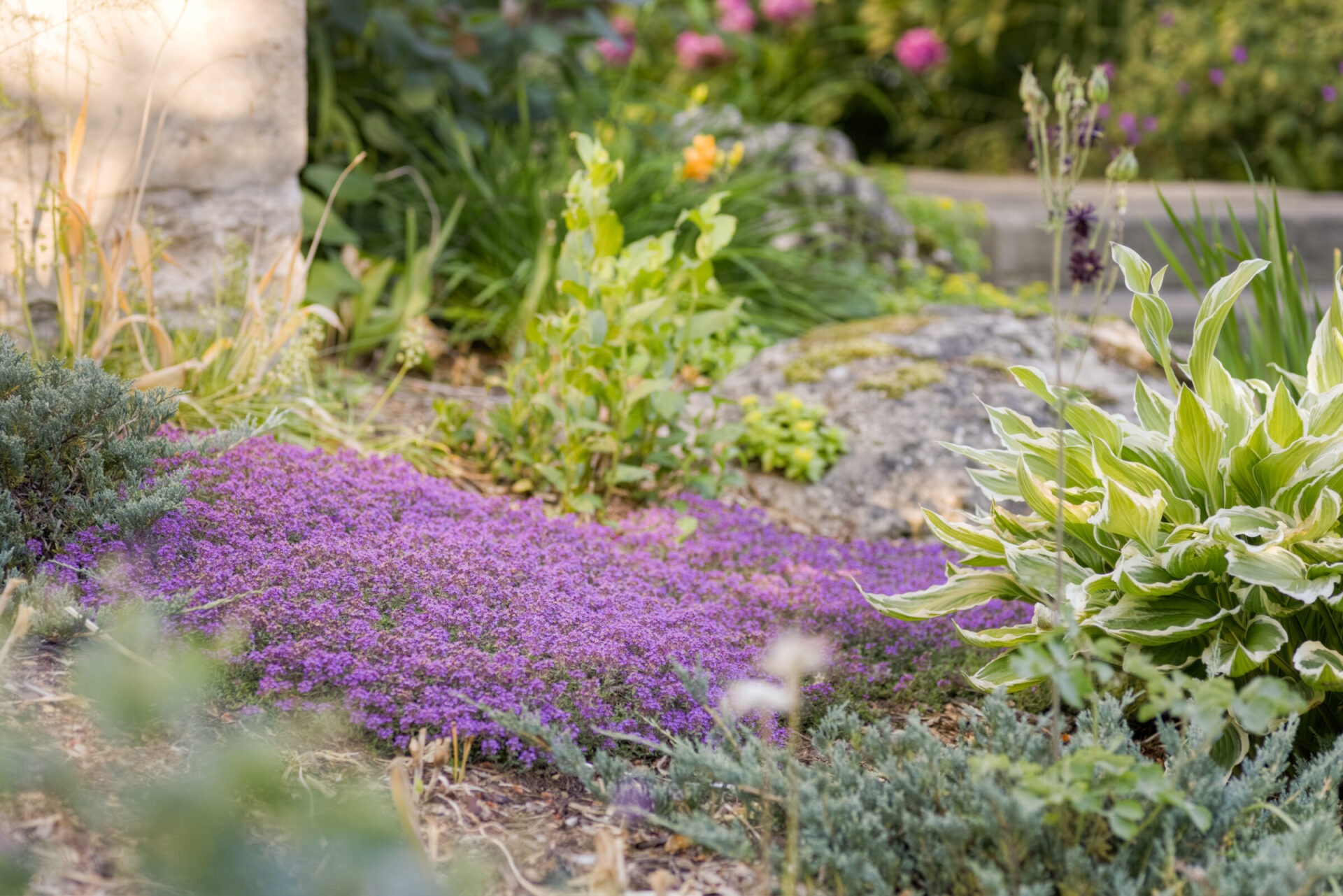 This image displays a vibrant garden with purple flowers, lush green plants, and textured rocks bathed in soft, natural light.