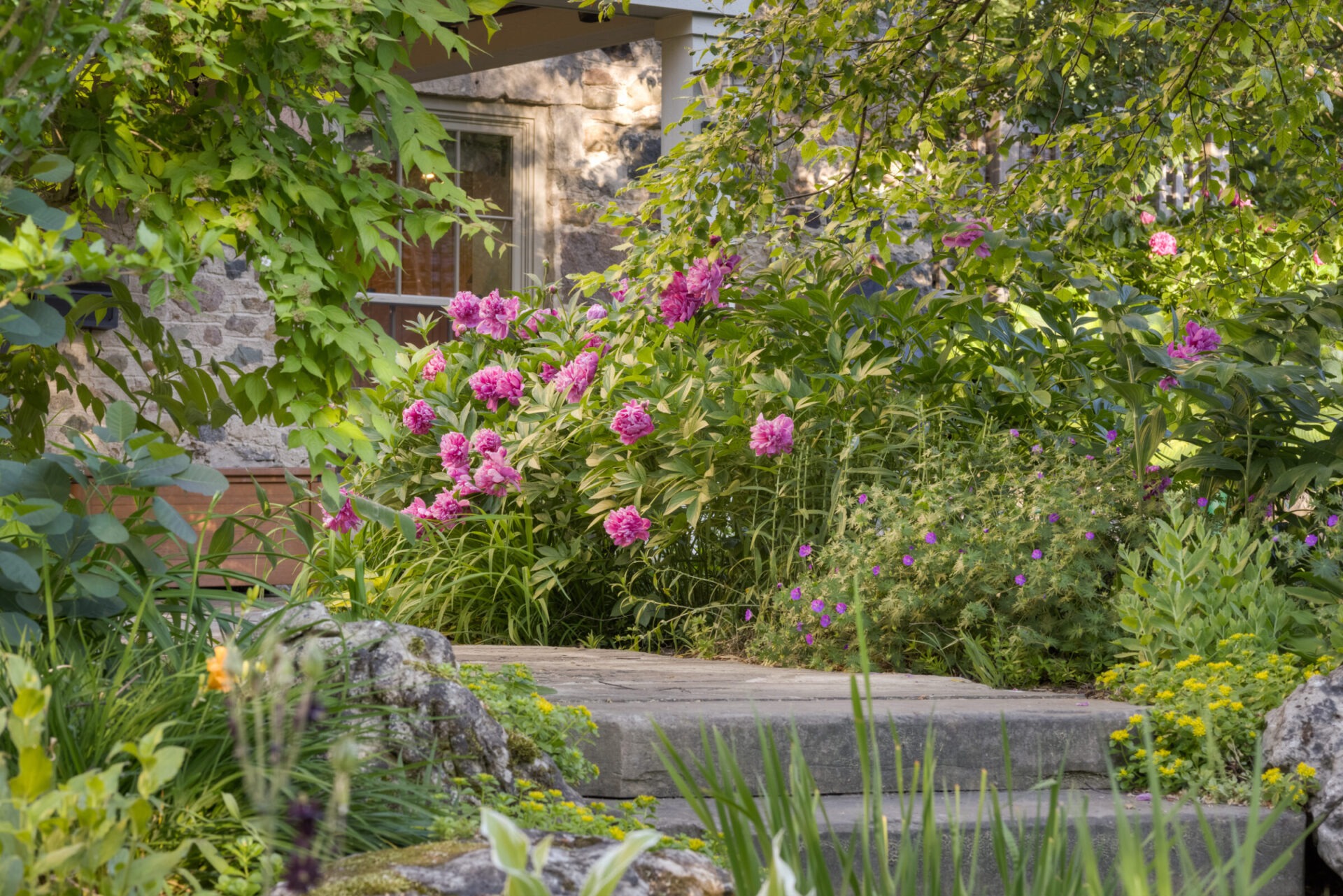 This image shows a lush garden with vibrant pink peonies, green foliage, a stone path, and part of a house with stone walls peeking through.