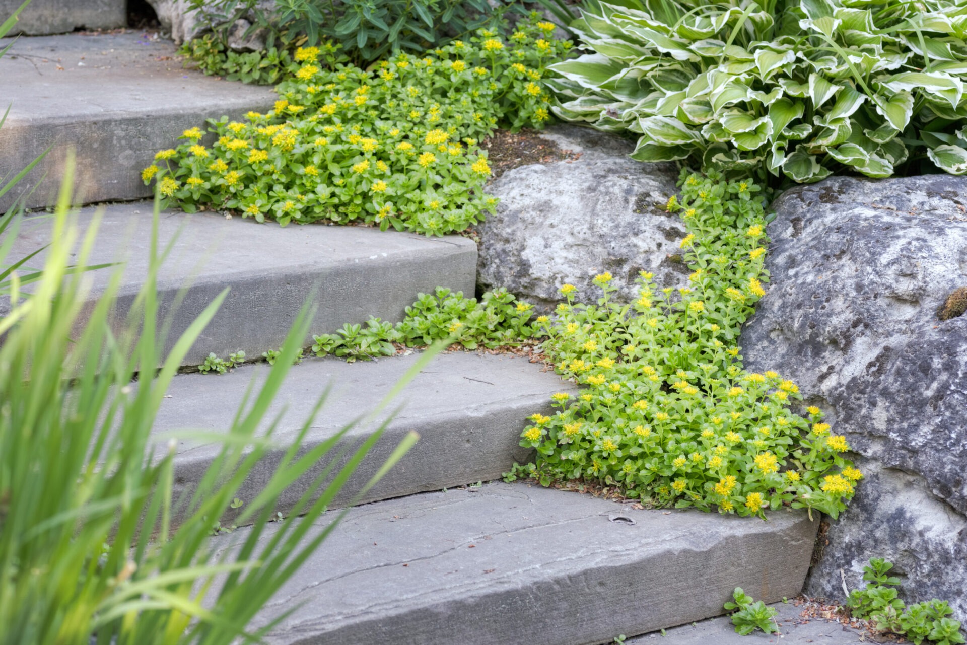 A garden path with concrete steps is interspersed with lush greenery and bright yellow flowers. Larger rocks and variegated hosta plants frame the scene.