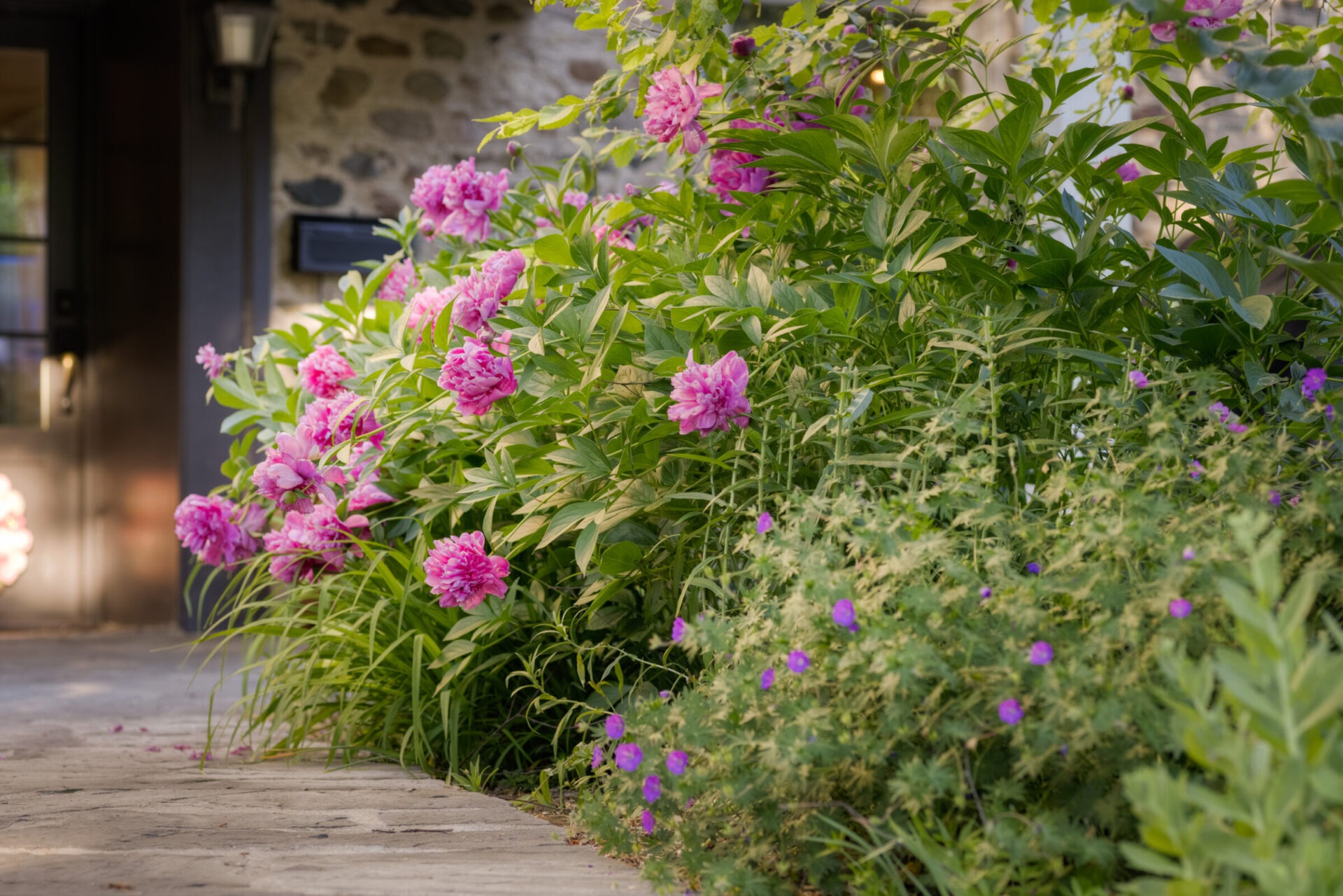 A stone pathway flanked by lush greenery and vibrant pink peonies leads to a house's entrance with a glass door partially visible.