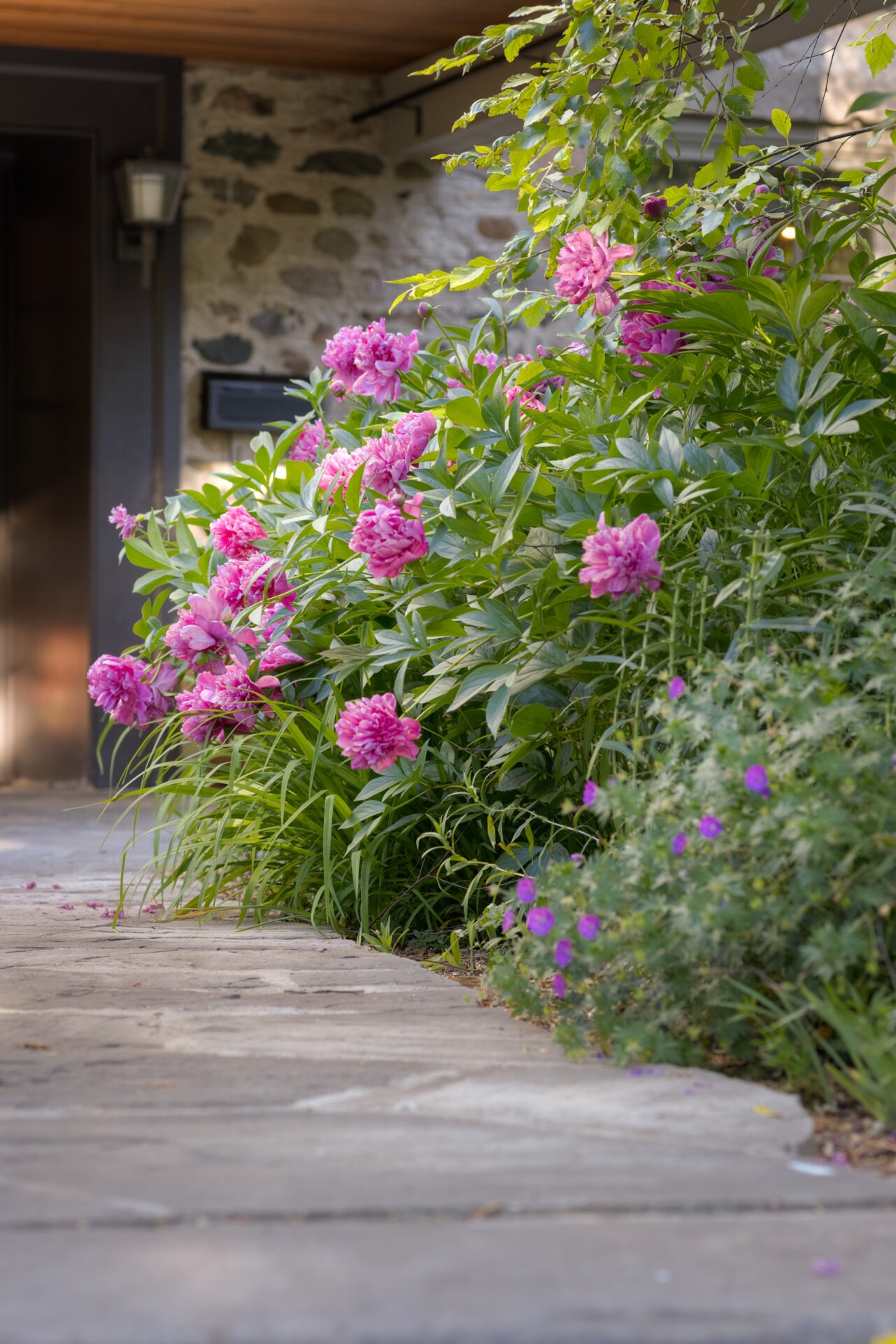 A stone pathway lined with vibrant pink peonies and green foliage leads to a house with a stone exterior and a dark entrance.