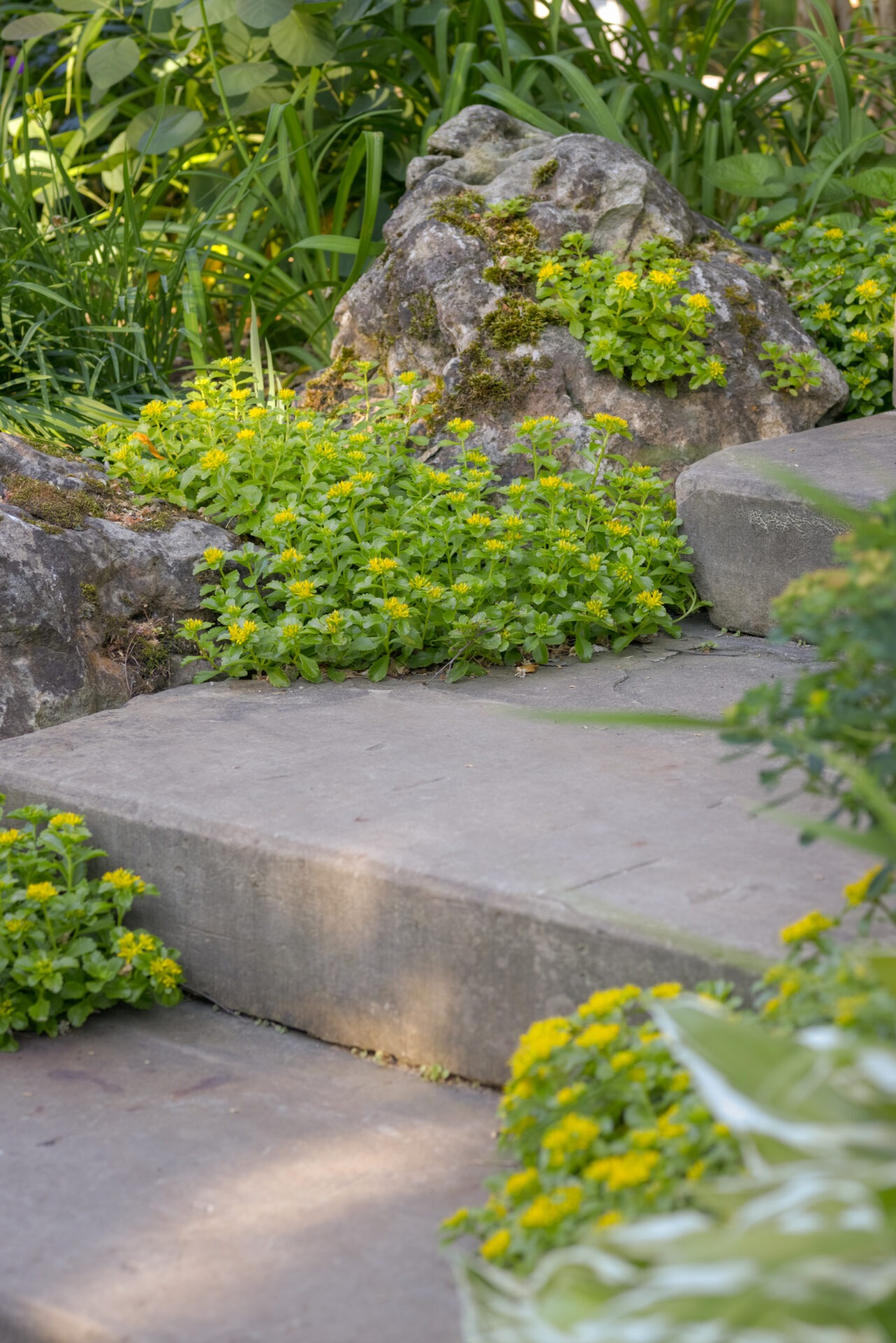 A garden scene with green foliage, yellow flowering plants, moss-covered rocks, and concrete steps, portraying a tranquil natural setting.
