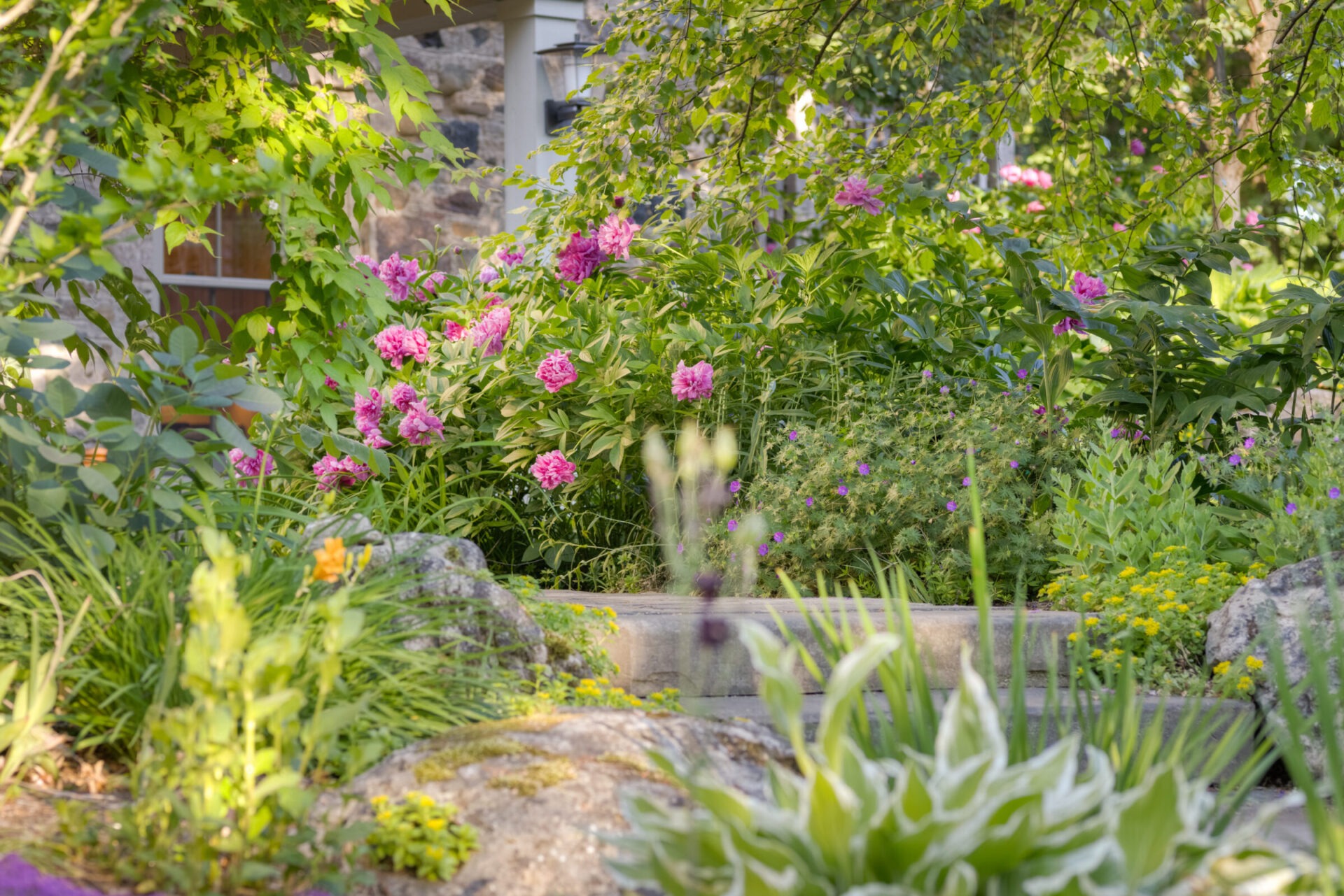 A tranquil garden setting with vibrant pink flowers, lush green foliage, and scattered rocks, hinting at a stonewall and building in the background.