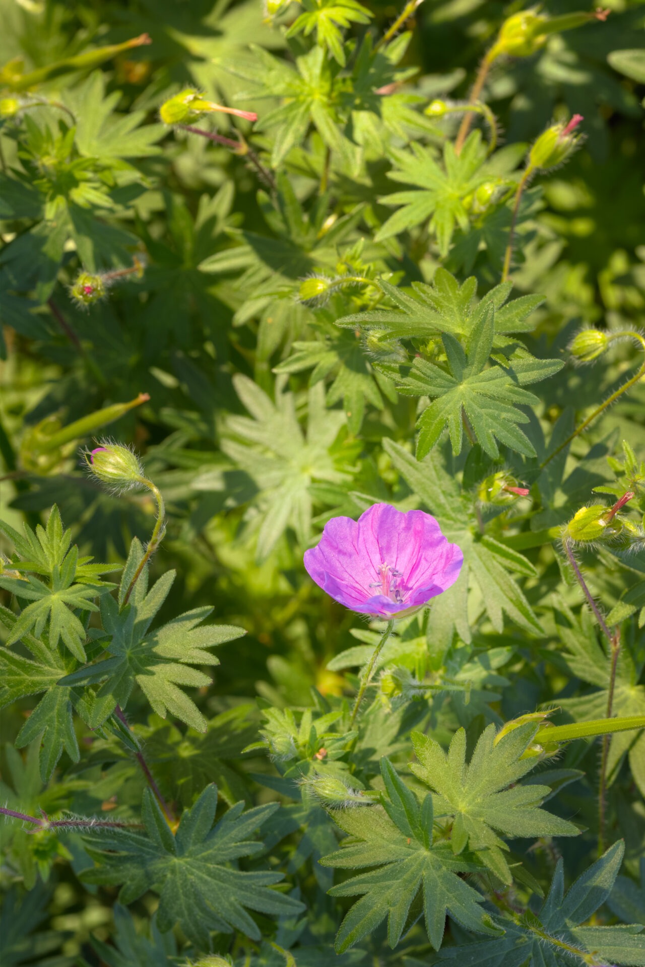A vibrant pink wildflower stands out amidst green foliage under bright sunlight, with several buds surrounding it, showcasing nature's beauty and diversity.