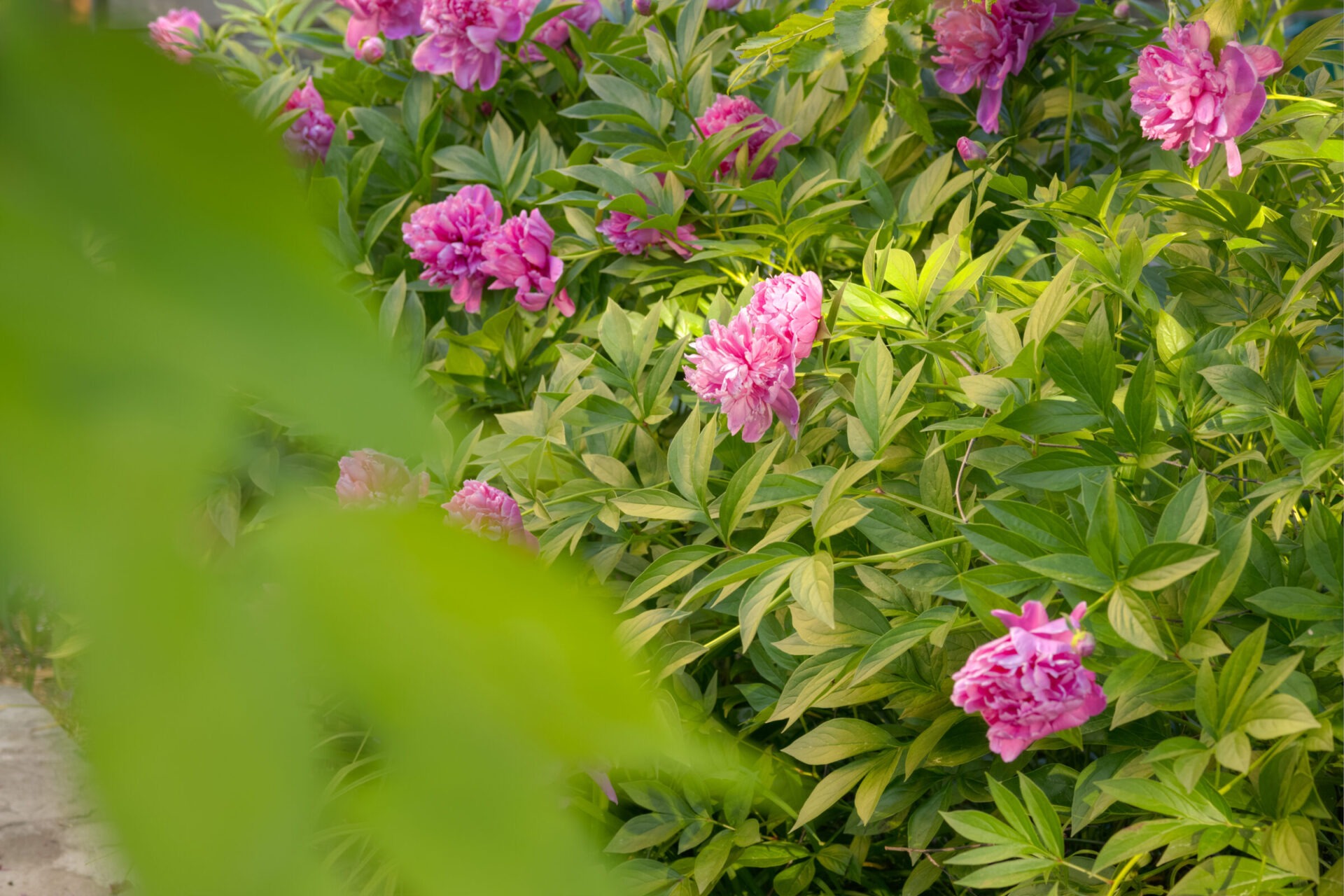 A lush garden with vibrant pink peonies nestled among green leaves, a blur of foliage in the foreground suggests a serene, hidden oasis.