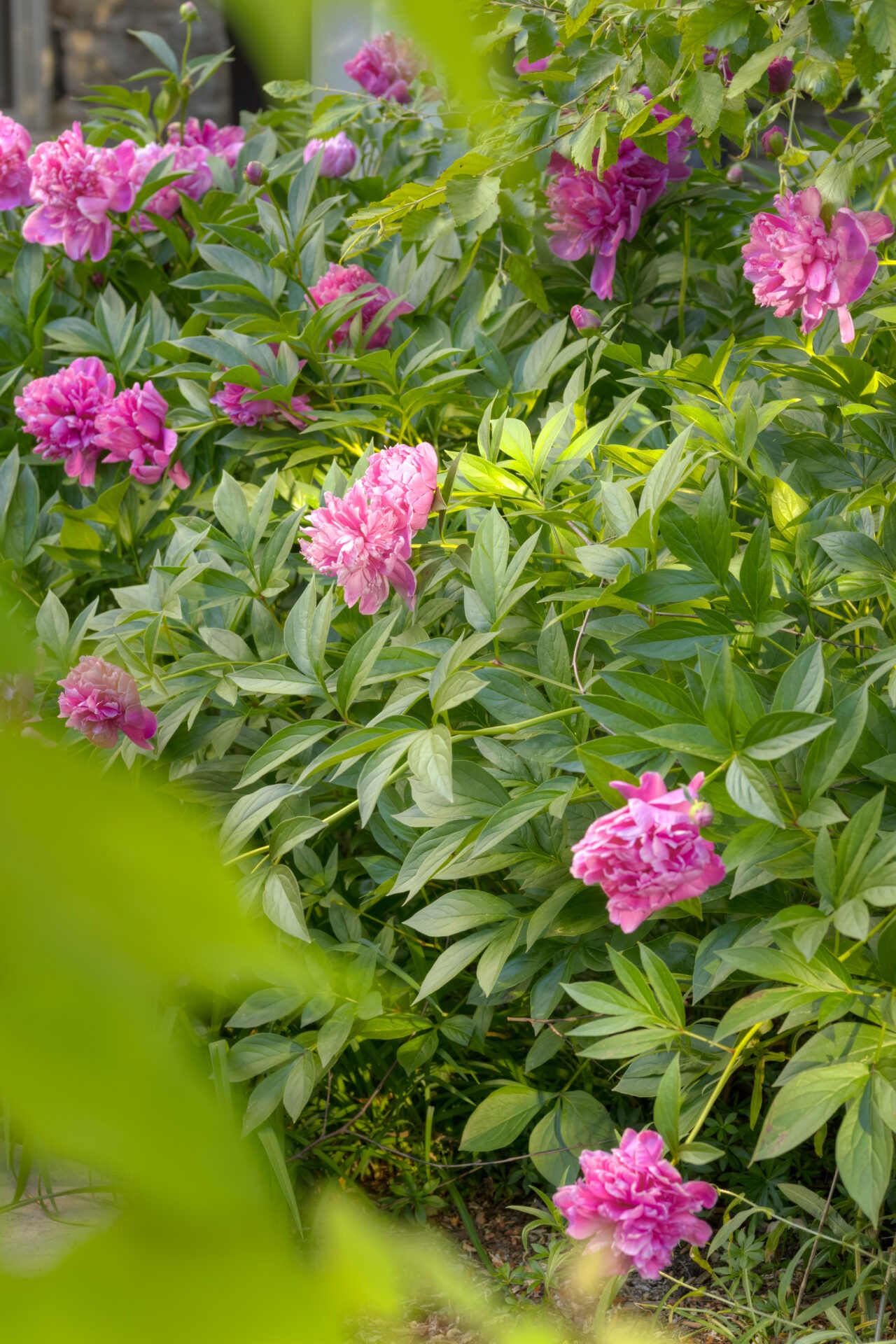 Lush green foliage with vibrant pink peonies in bloom. A blurred foreground suggests a hidden garden aesthetic, evoking a sense of tranquility and natural beauty.