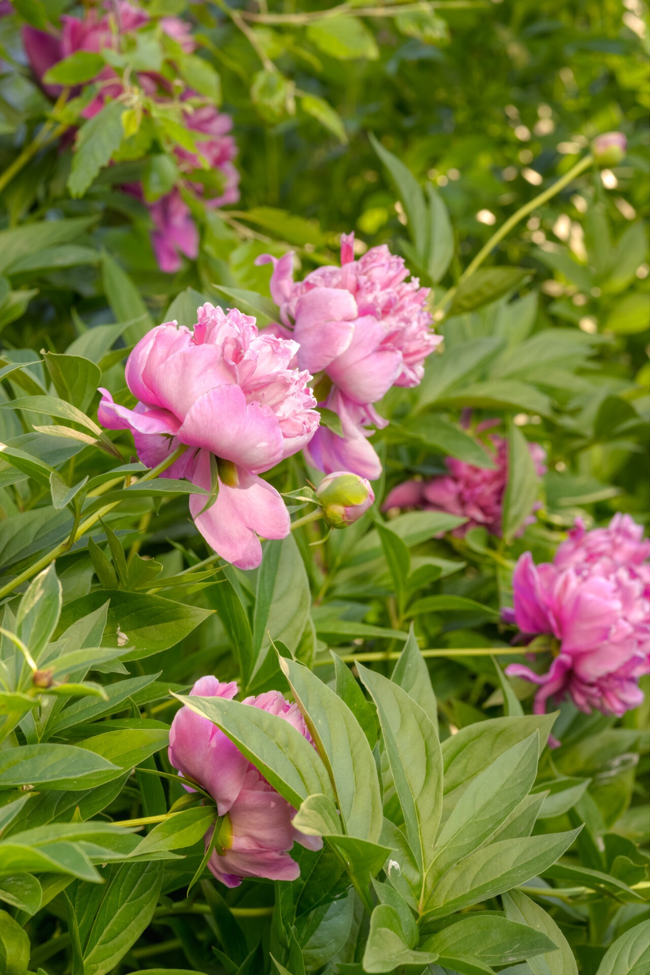 A vibrant cluster of pink peonies in full bloom, surrounded by lush green foliage, in a sunlit garden setting.