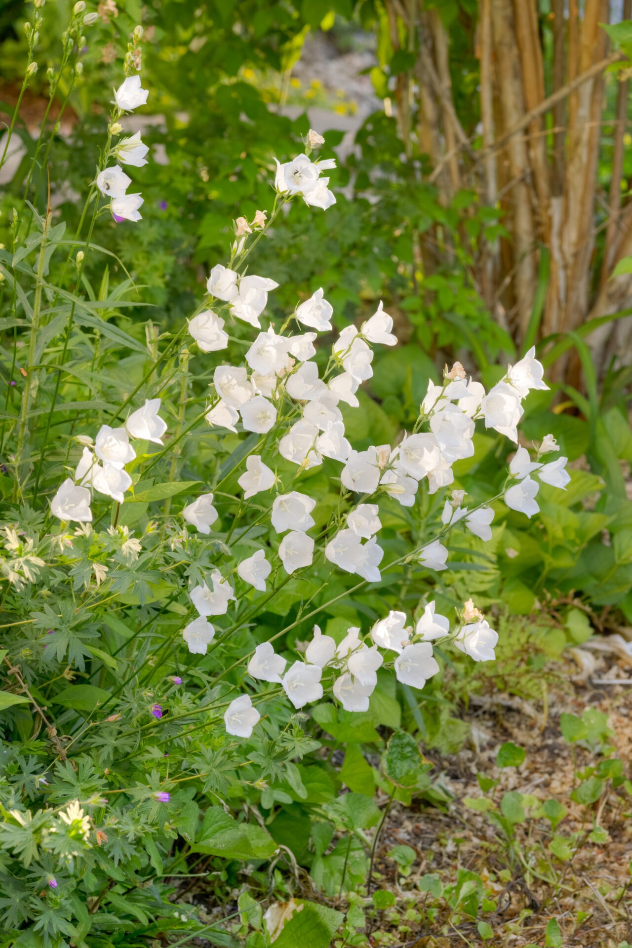 A cluster of delicate white bell-shaped flowers blooms among green foliage in a garden setting, with a blur of woody stems in the background.