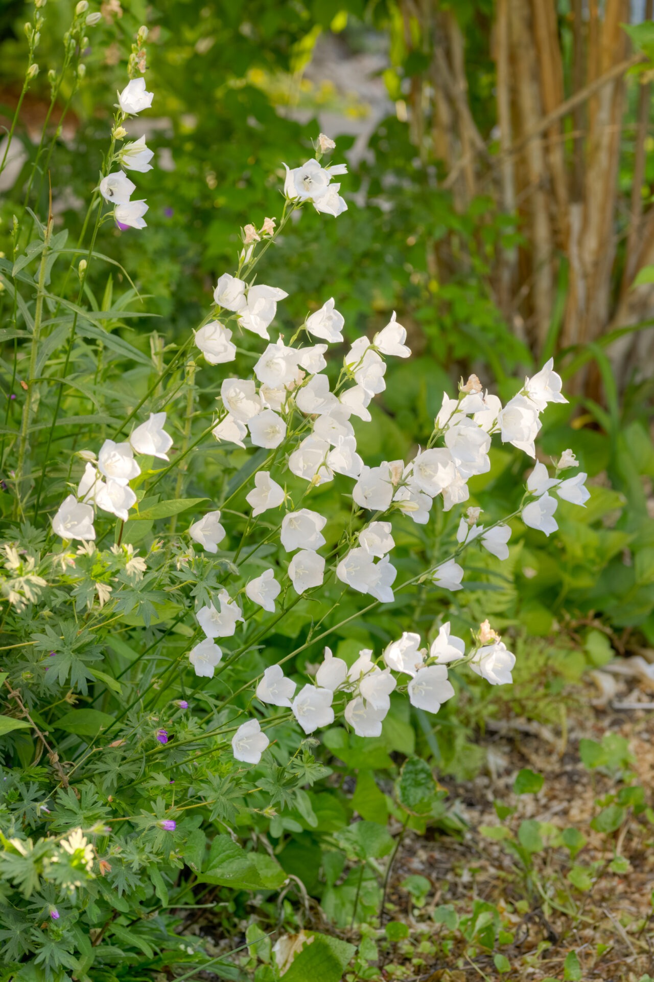 A cluster of delicate white bell-shaped flowers bloom amidst lush green foliage with scattered sunlight and a blurred background enhancing their elegance.