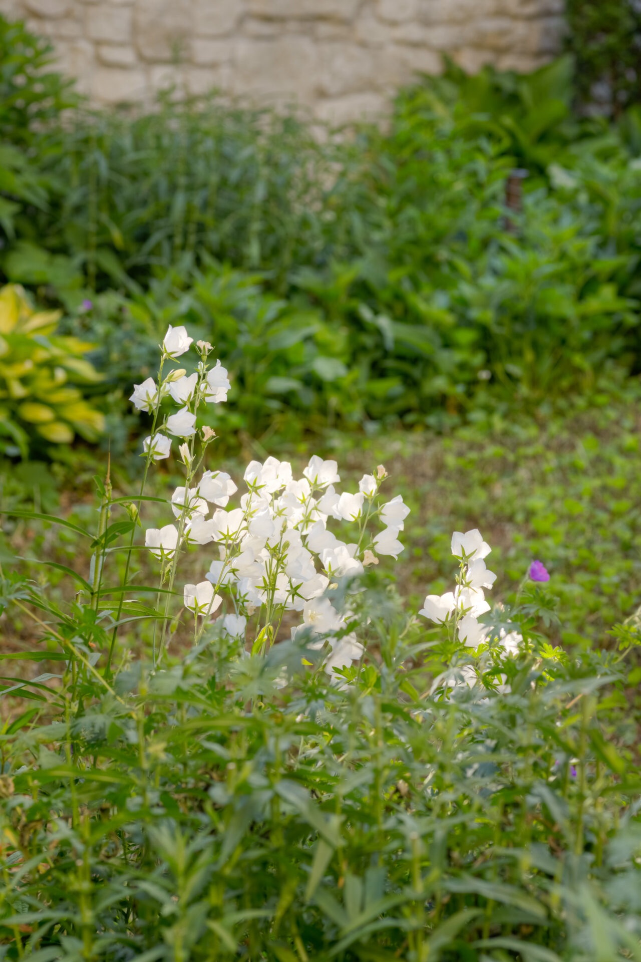 A group of white bell-shaped flowers in focus, with lush green foliage in a garden. A stone wall and various green plants are in the background.