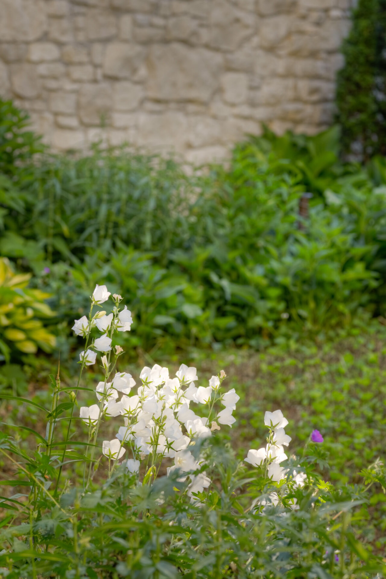 This image shows white bell-shaped flowers in focus, with a blurred garden and stone wall in the background, conveying a tranquil natural setting.