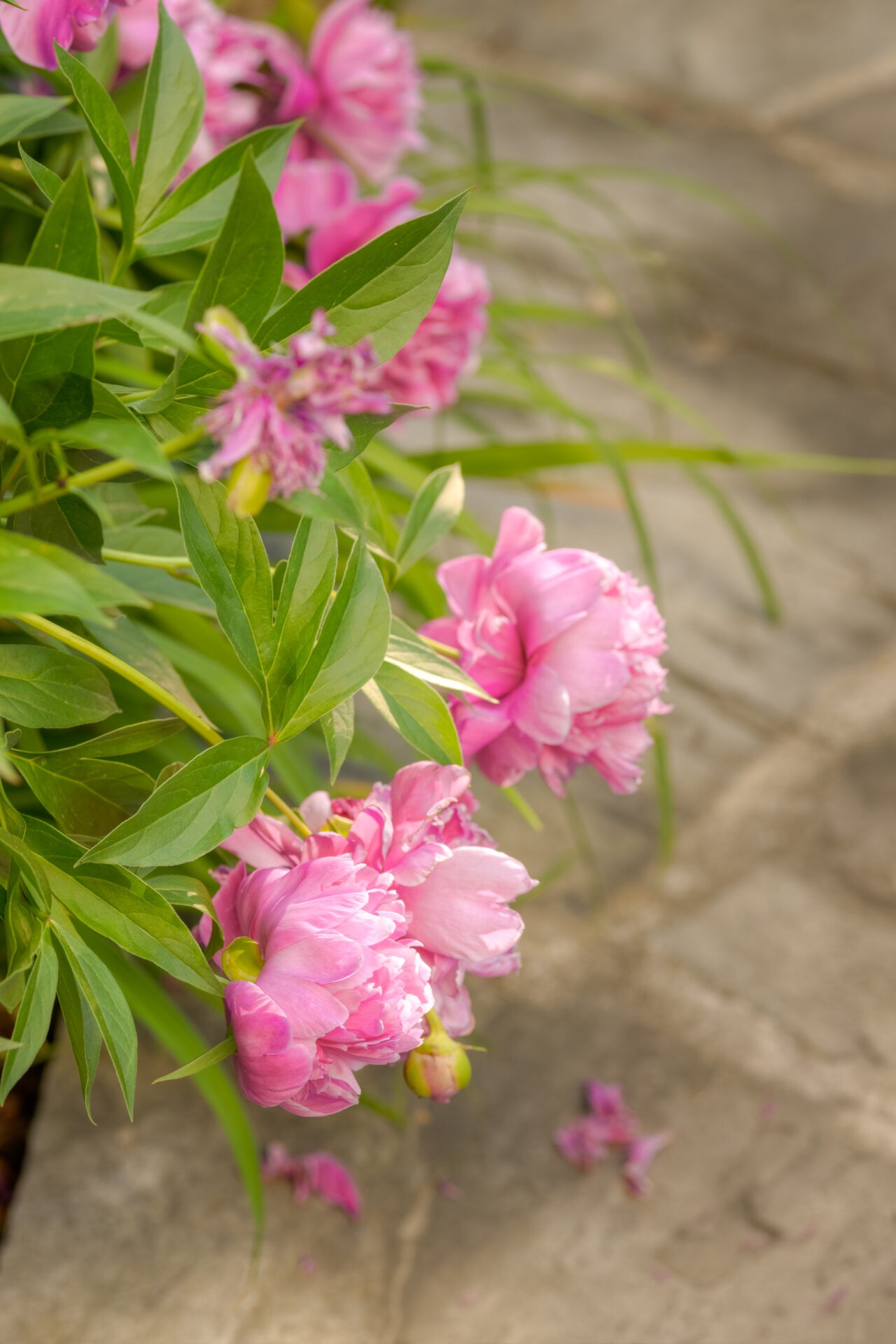 Bright pink peonies with lush green leaves are in bloom, some petals have fallen onto the grey stone ground below. The focus is soft and natural.