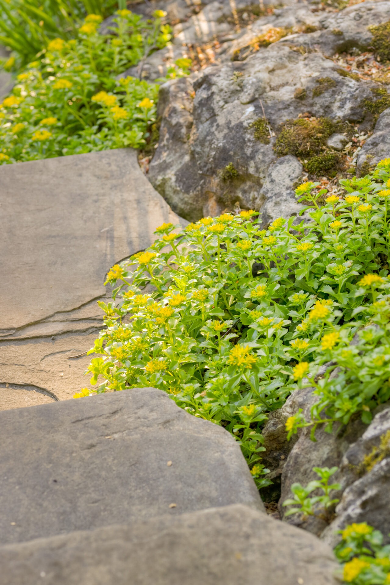 A stone pathway surrounded by lush greenery and bright yellow flowers leads through a tranquil garden with rocks and moss accents.
