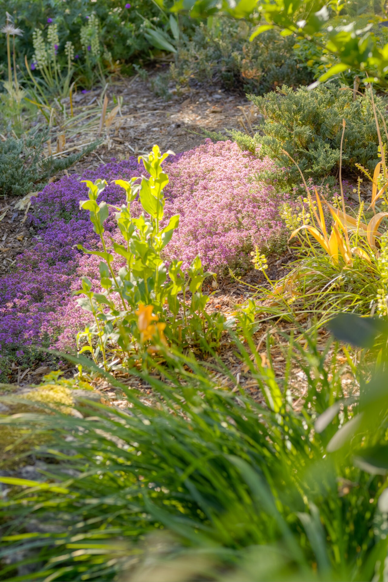 A tranquil garden with sunlight filtering through leaves, highlighting patches of purple flowers, green shrubs, and various other plants in a natural setting.