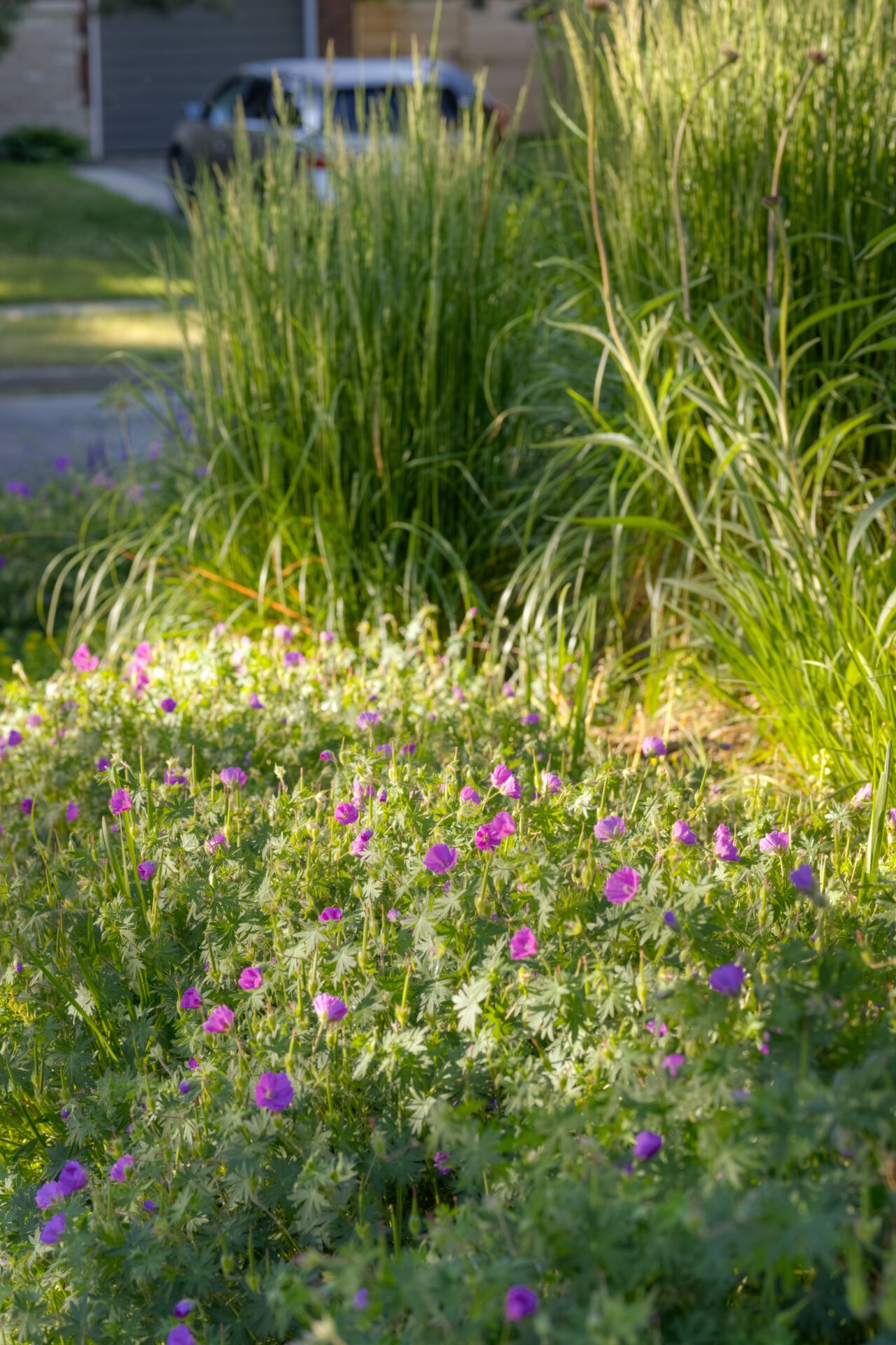 A garden with blooming purple flowers in the foreground, surrounded by lush greenery, with a blurred background hinting at a residential area.