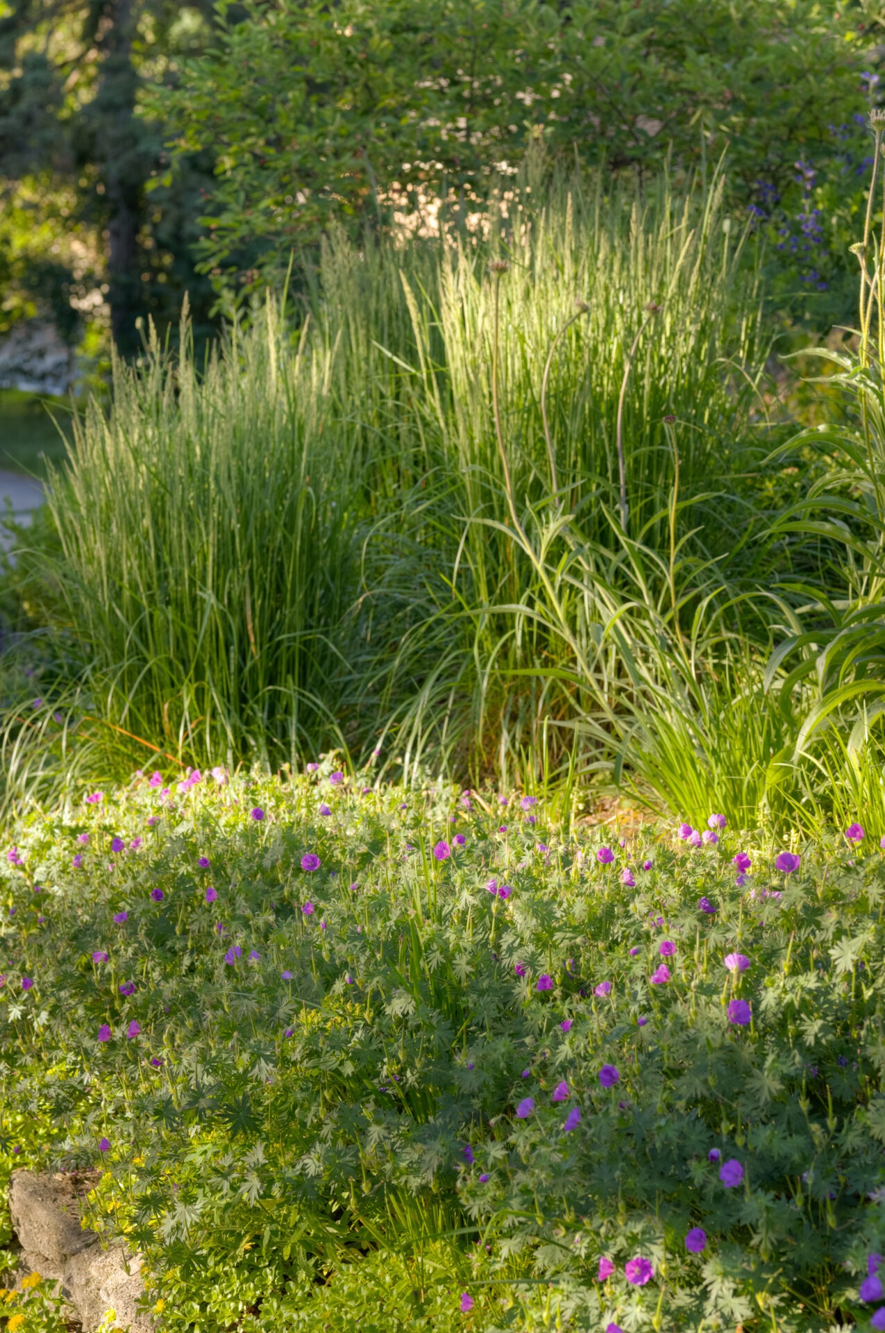 A serene garden filled with various plants; tall grasses in the back and vibrant purple flowers in the foreground, illuminated by soft sunlight.