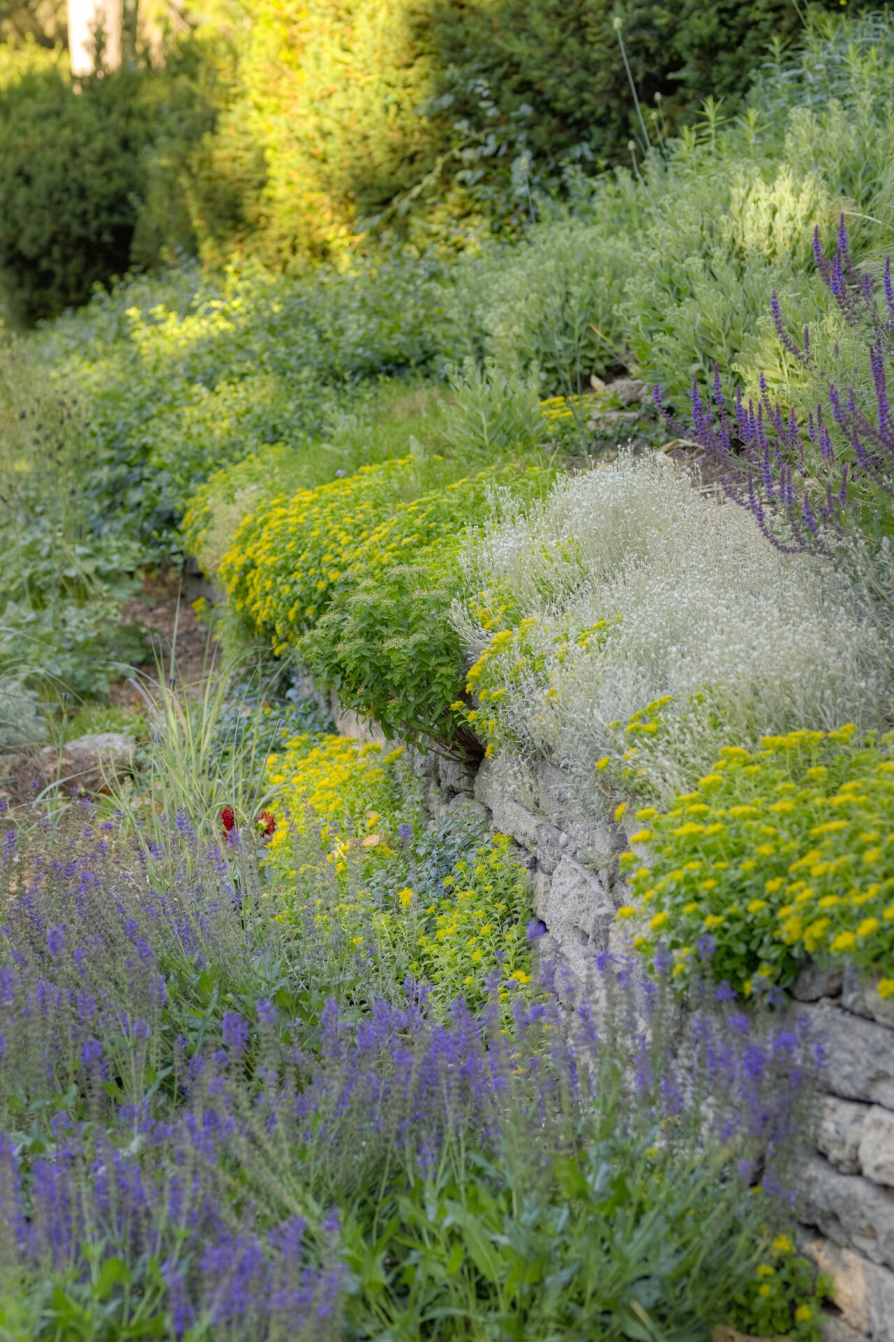 A lush garden with a variety of plants in bloom, featuring yellow and purple flowers with stone retaining walls amidst green foliage.