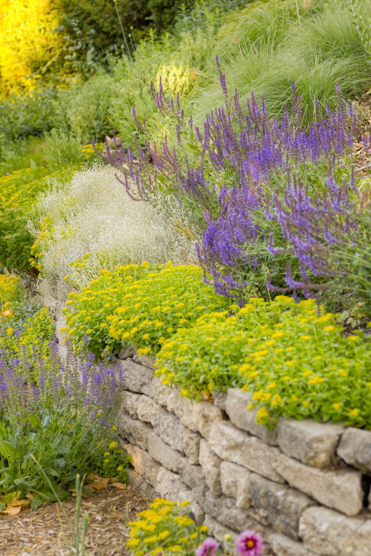 This image features a vibrant garden with a stone retaining wall, purple flowers, lush greenery, and patches of yellow blooms on a sunny day.