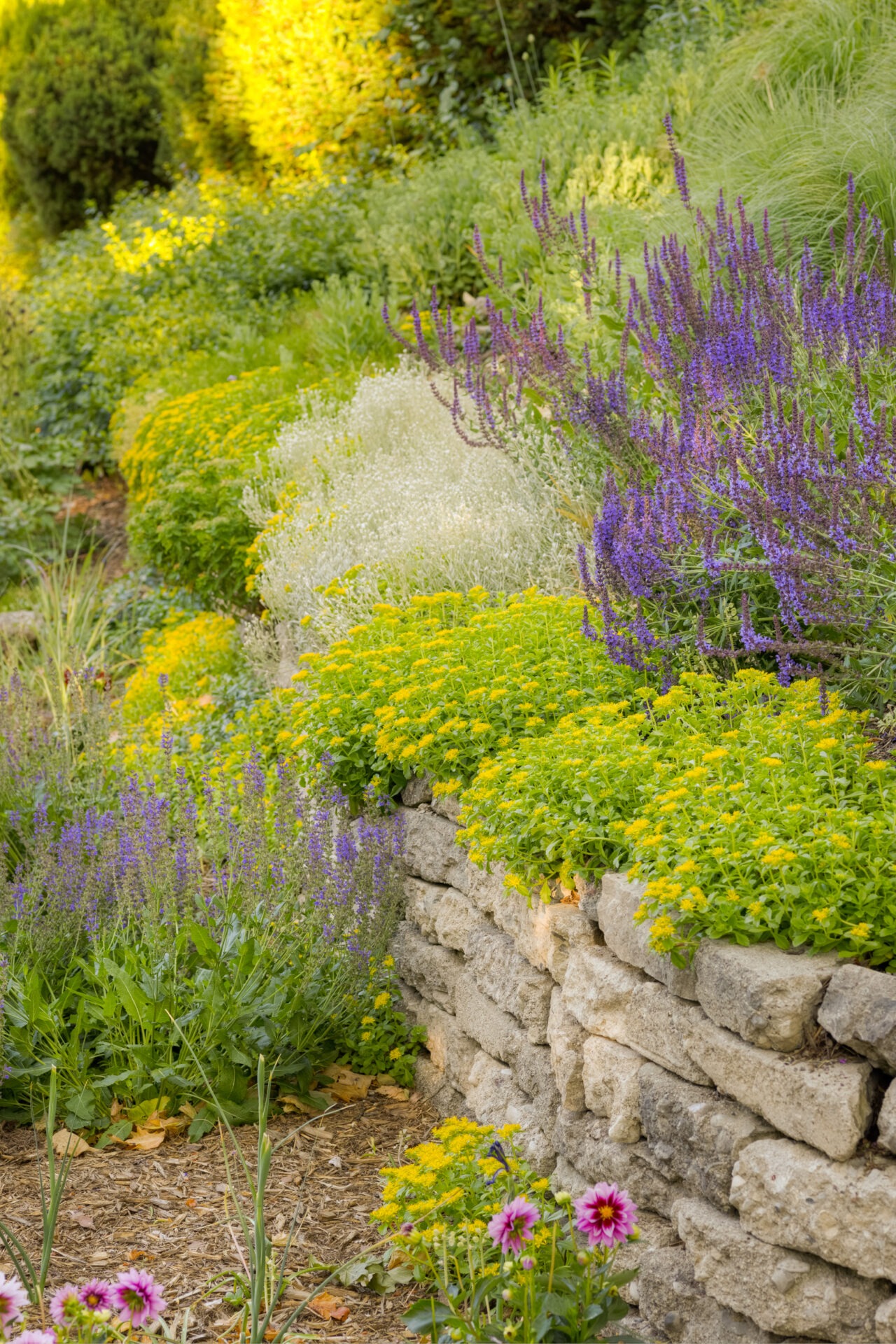 A vibrant garden with layers of flowering plants in yellows, purples, and greens terraced by a rustic stone wall. Bright foliage textures complement the blossoms.