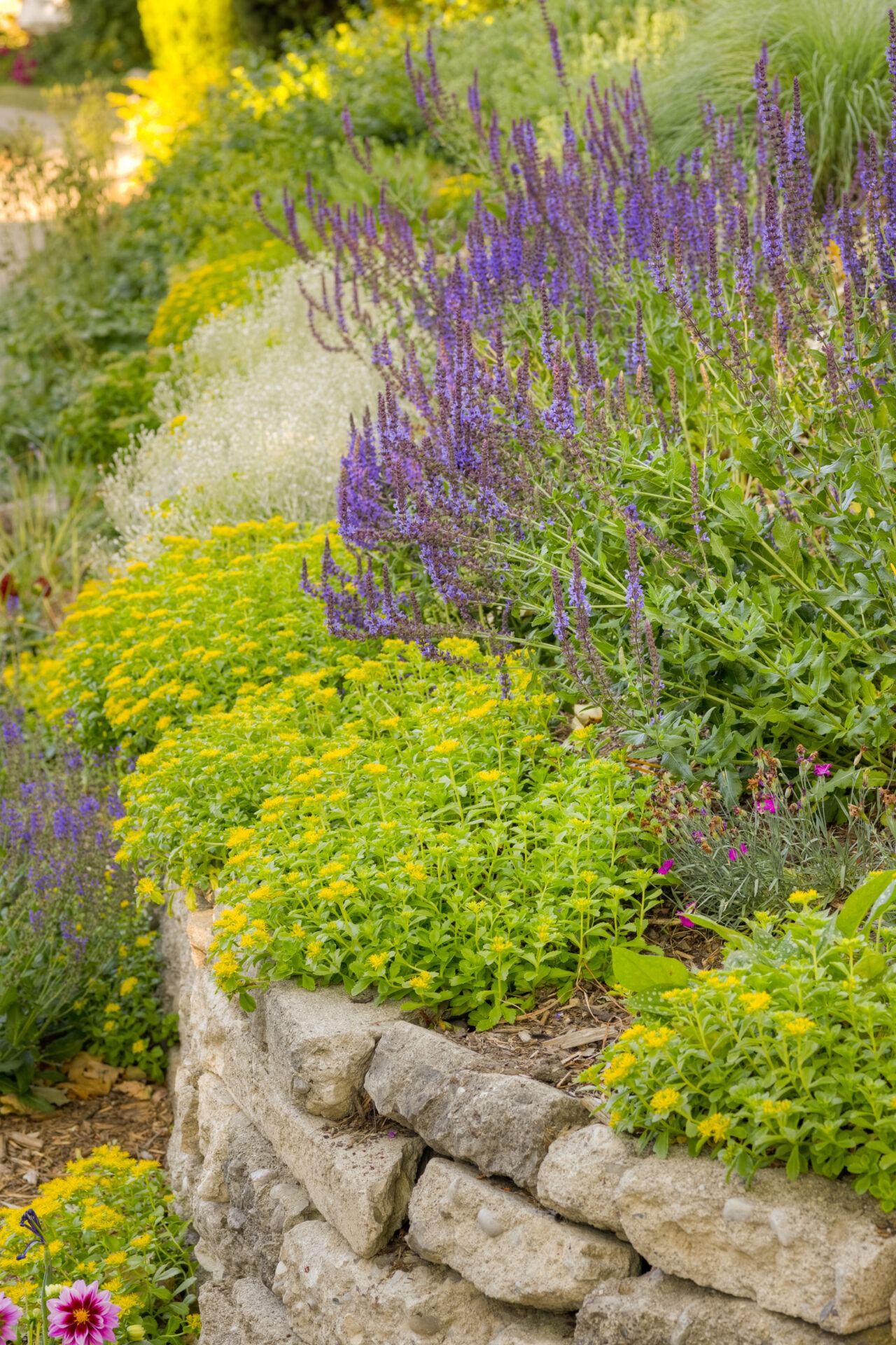 A layered garden bed with a stone edge, featuring purple salvia, white and yellow flowers, lush green foliage, and a hint of pink blooms.