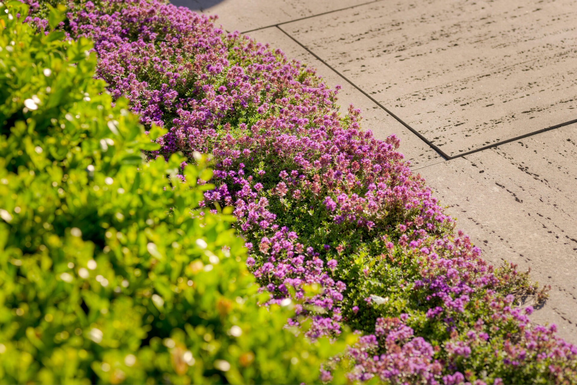 A concrete pathway intersects vibrant purple flowering shrubs with lush green foliage under bright sunlight, creating a pleasing garden walkway.