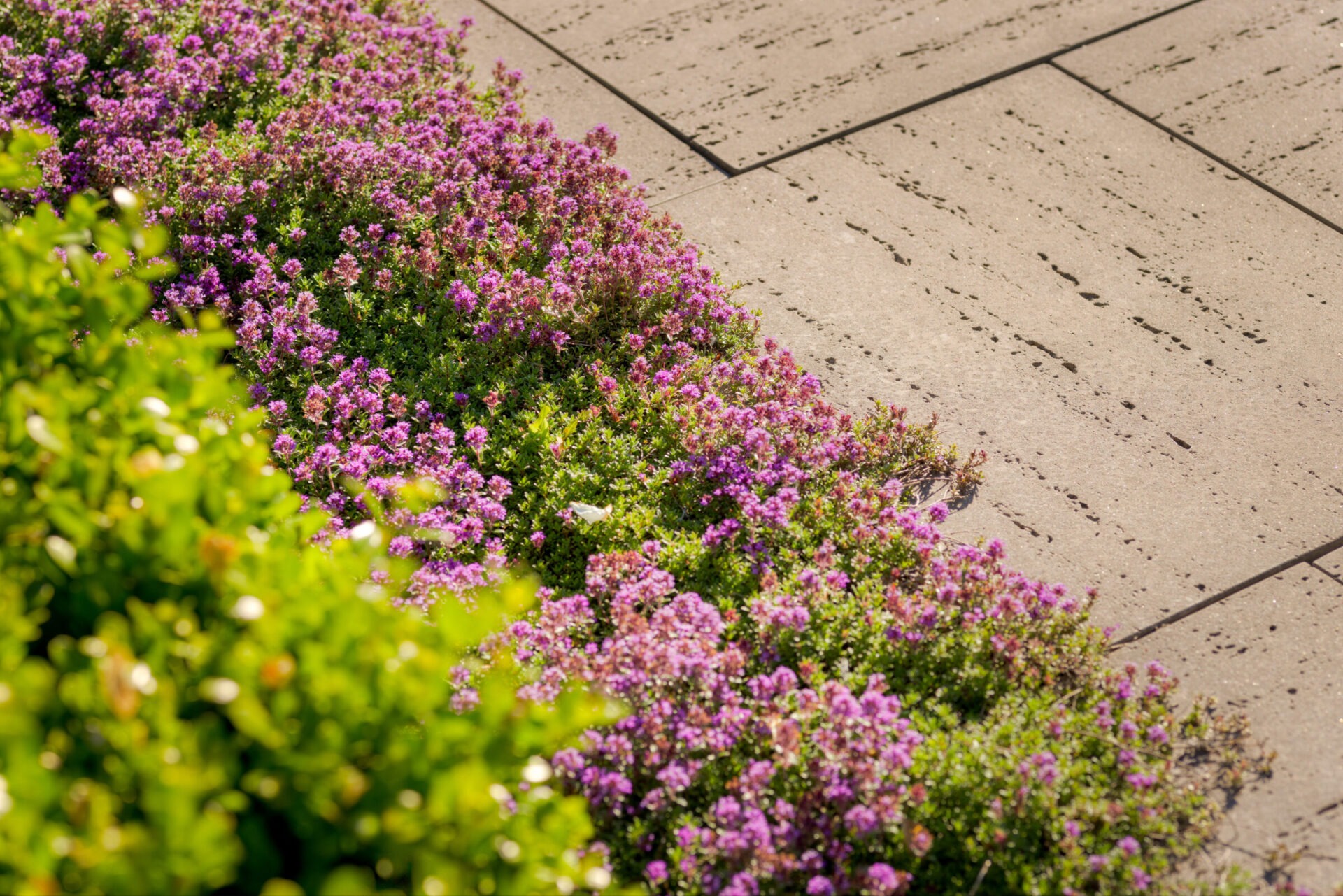 A vibrant garden bed with lush pink flowers beside a concrete footpath, showcasing a contrast between nature and man-made structures in sunlight.