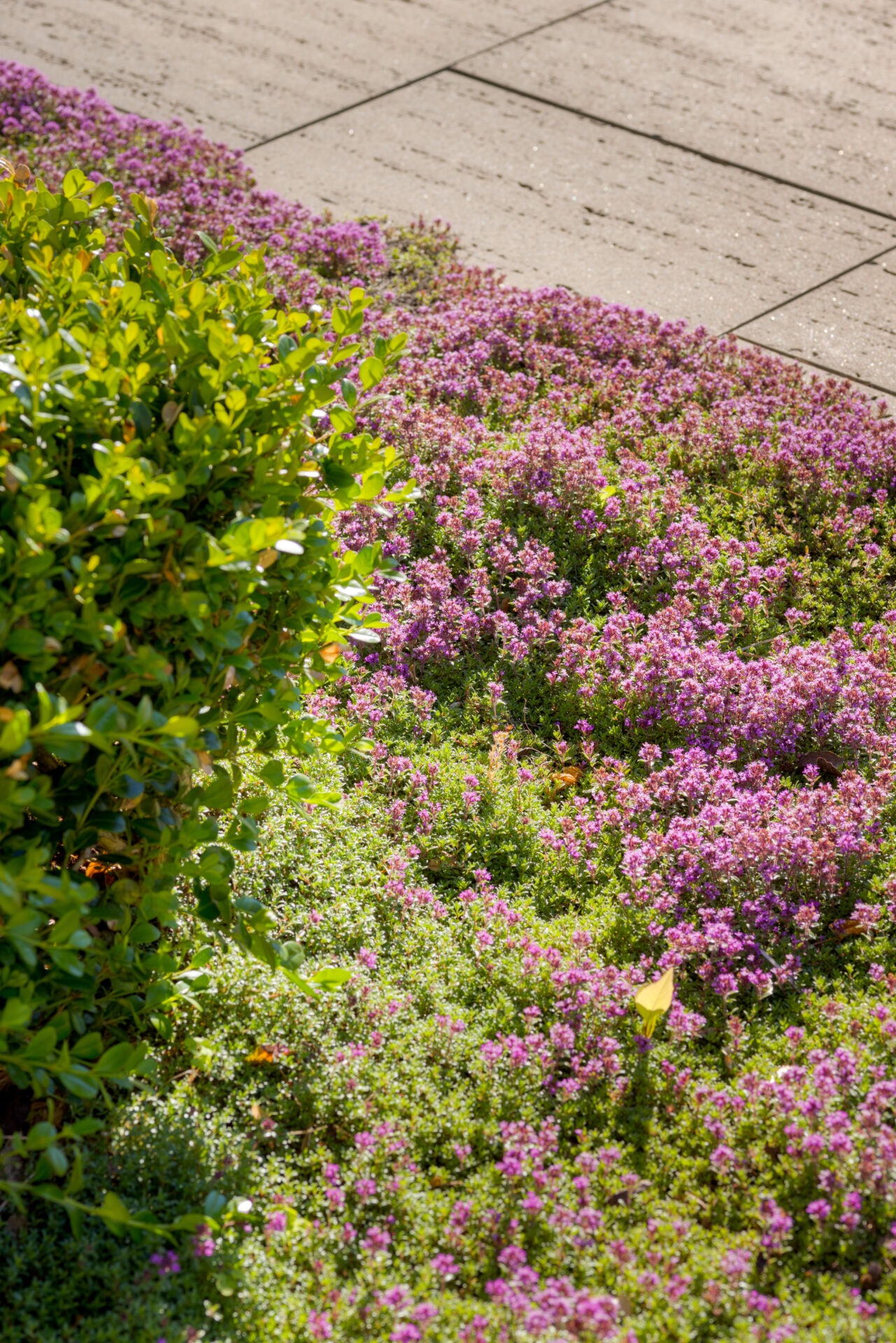 This image displays a vibrant garden with purple flowers, lush green leaves, and intersecting concrete walkways under bright sunlight.
