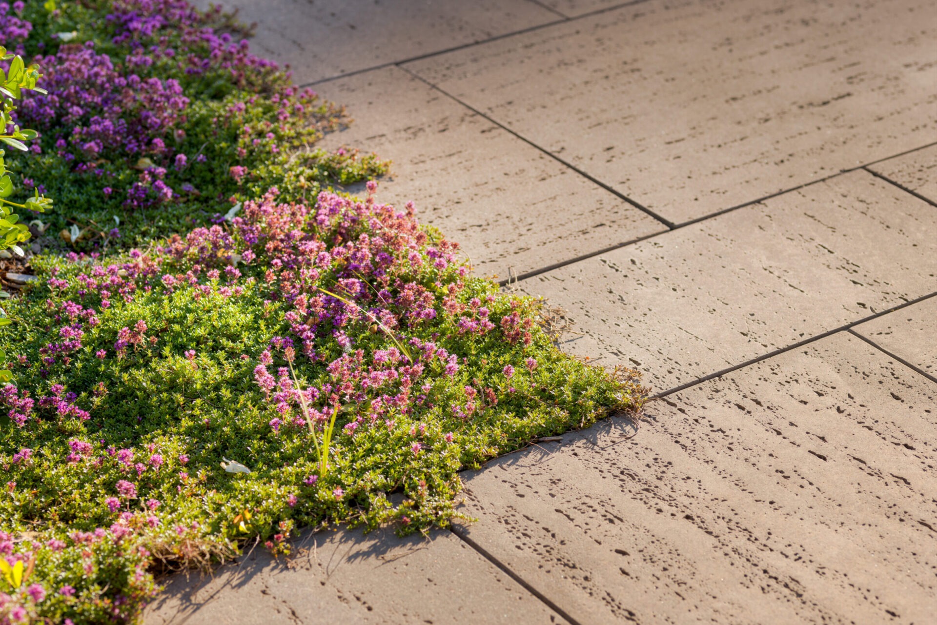 A neatly paved sidewalk bordered by lush greenery and pink flowering plants, with soft sunlight casting delicate shadows on the surface.