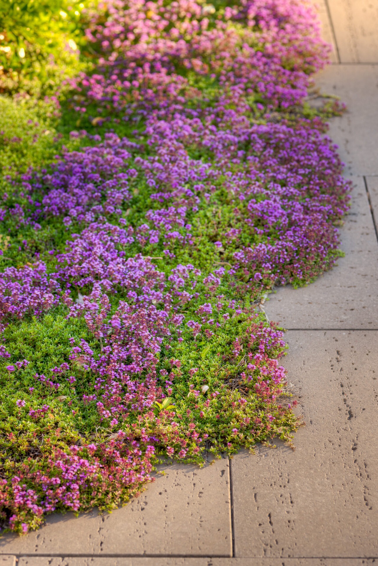 The image features a vibrant bed of lilac flowers spilling onto a concrete path, basking in sunlight with contrasting shades of green foliage.