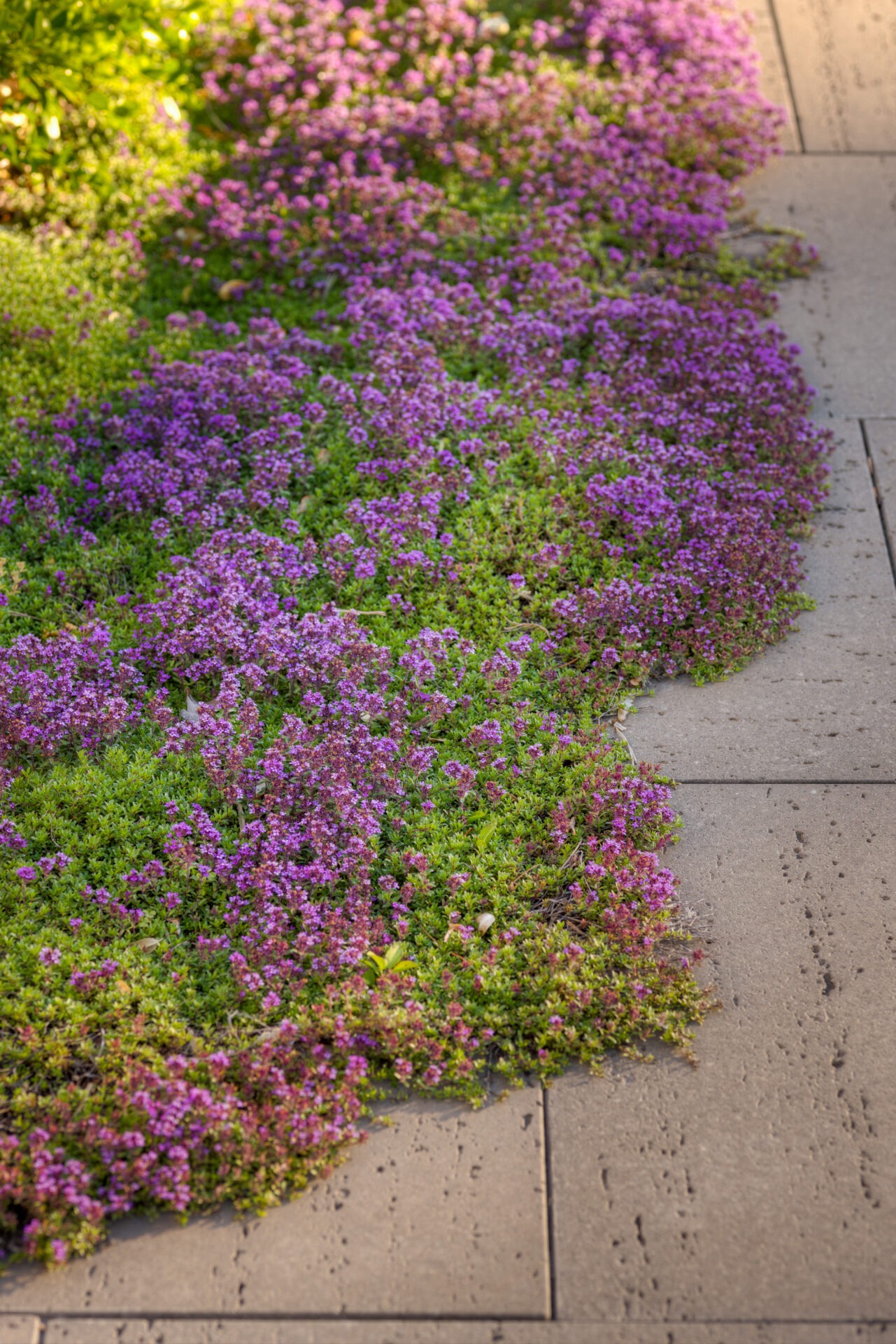 A pathway with large patches of vibrant purple flowers spilling over onto concrete slabs, illuminated by soft sunlight filtering through foliage.