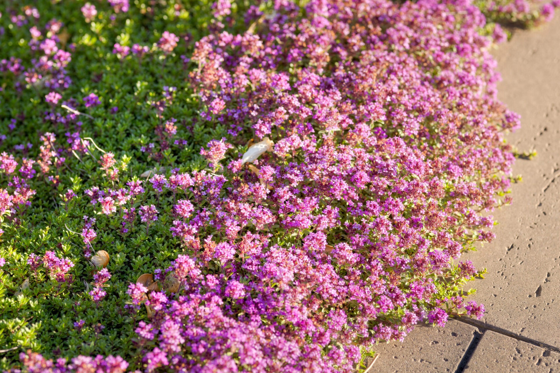This image shows a bed of bright purple flowers beside a concrete path, with sunlight casting shadows, and two snails visible among the blossoms.