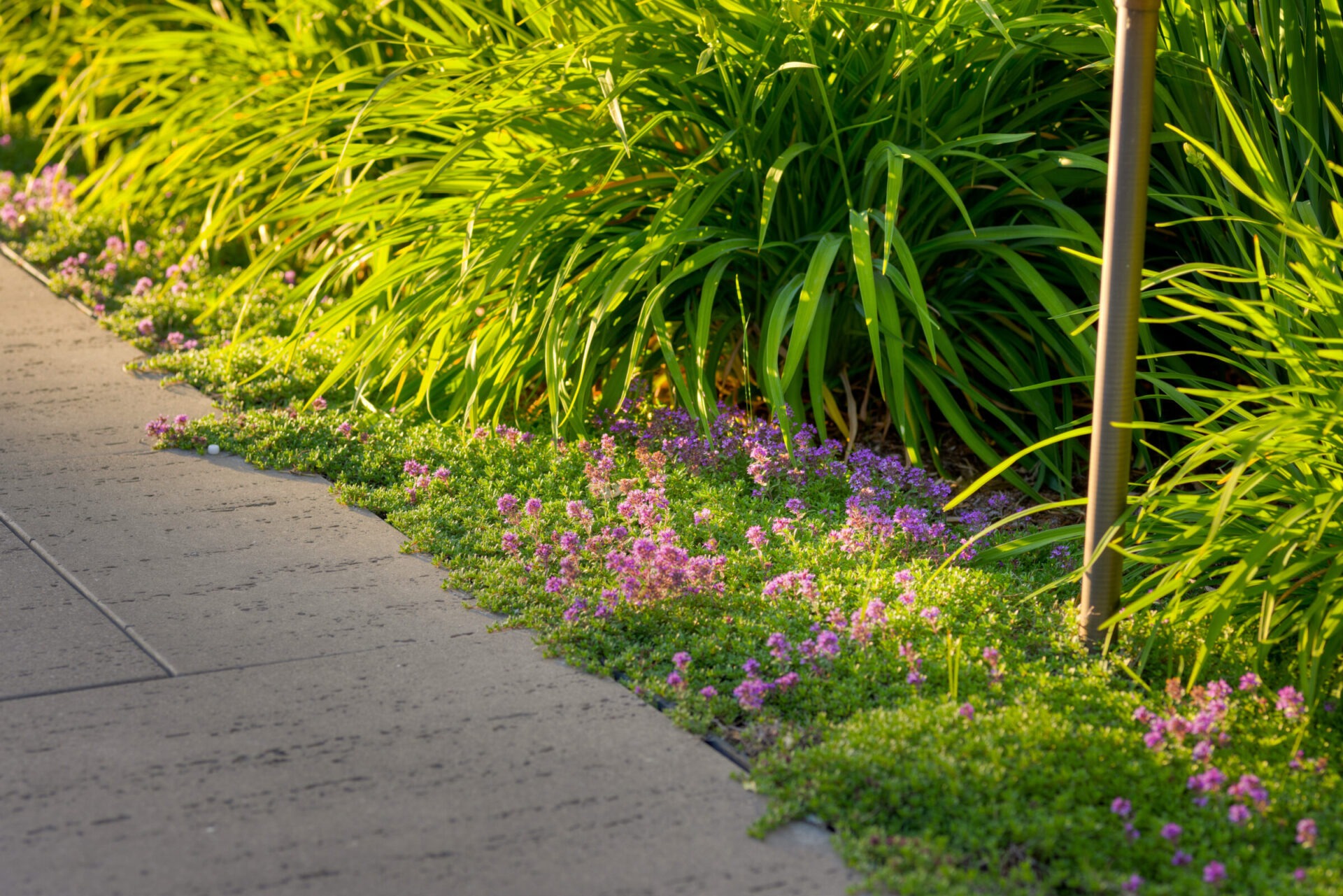 A concrete pathway edged by vibrant purple flowers and lush green grasses, bathed in warm sunlight. There's a metal pole on the right side.