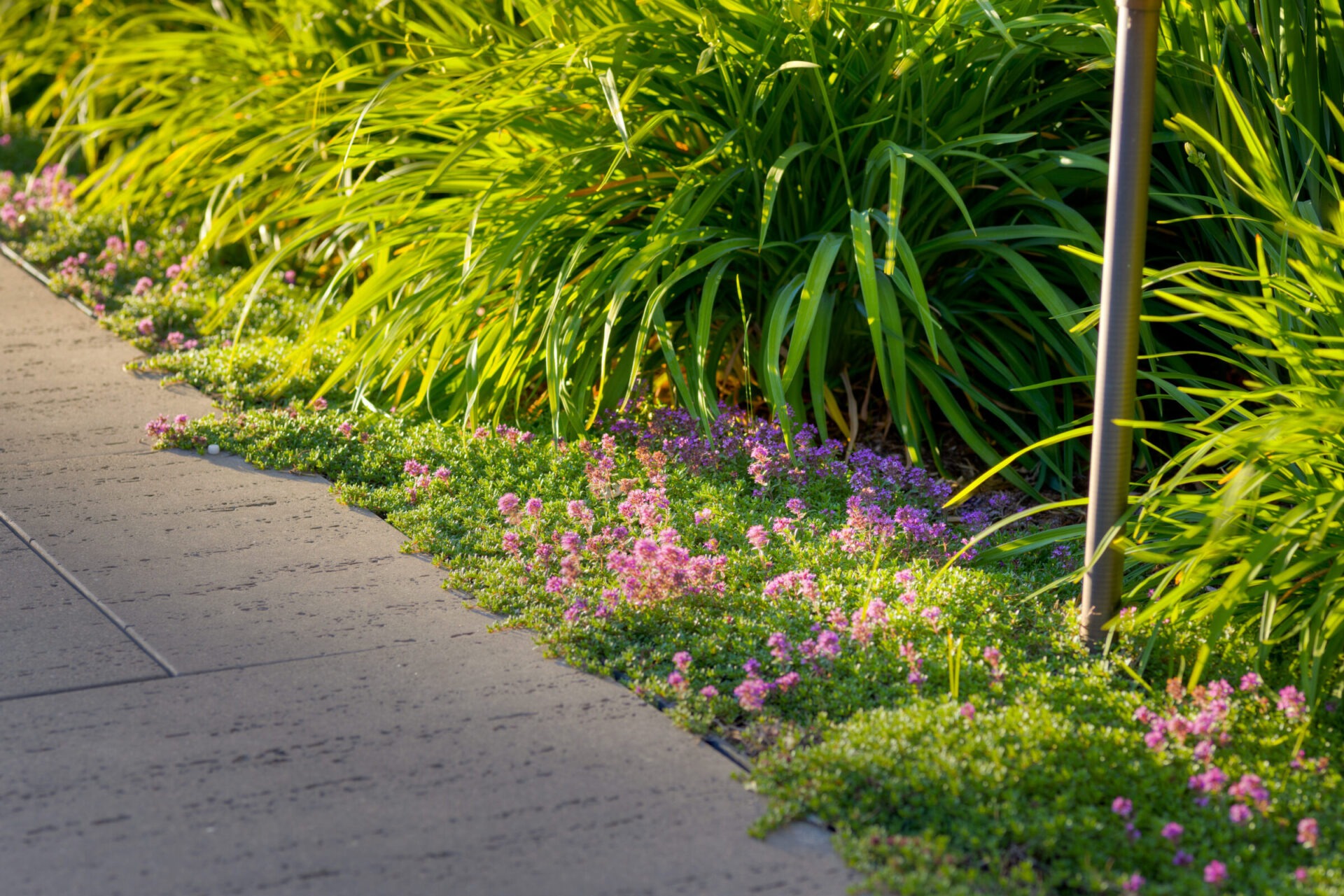 A concrete pathway is lined with lush green shrubs and colorful flowers under warm sunlight, alongside a lamppost and well-manicured grass.