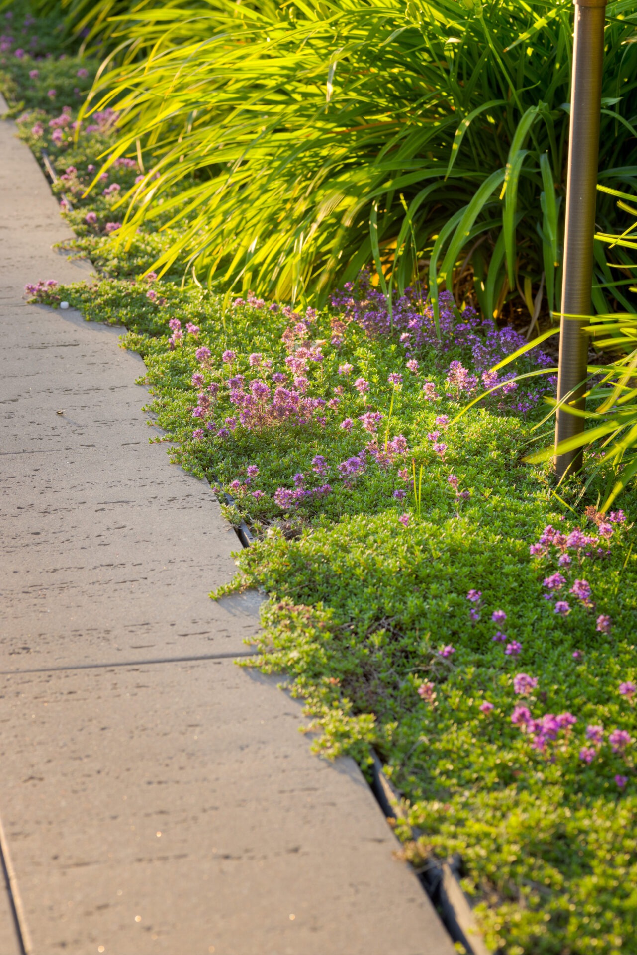 A winding concrete pathway is bordered by vibrant purple flowers and lush green grasses, illuminated by warm sunlight, suggesting a tranquil garden setting.