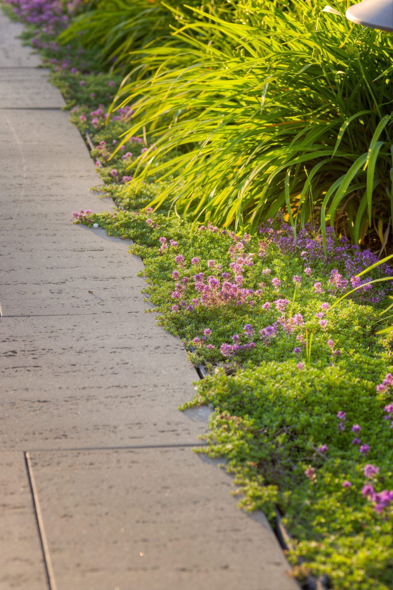 A concrete path with green and purple flowering plants along the edge in sunlit conditions, portraying a tranquil, manicured garden scene.