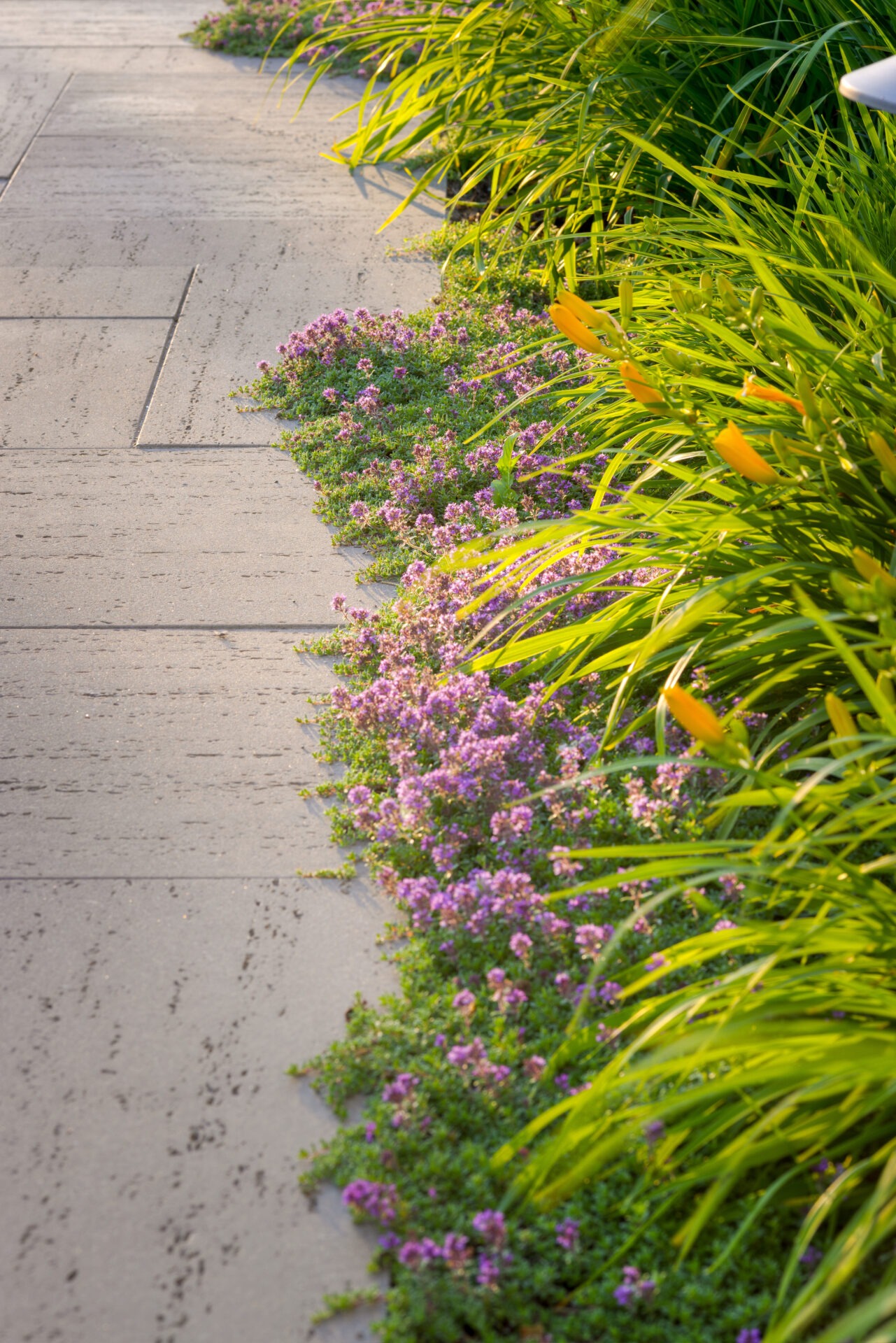 A concrete pathway is lined with lush greenery, vibrant yellow flowers, and soft purple blooms in a tranquil, sunlit garden setting.