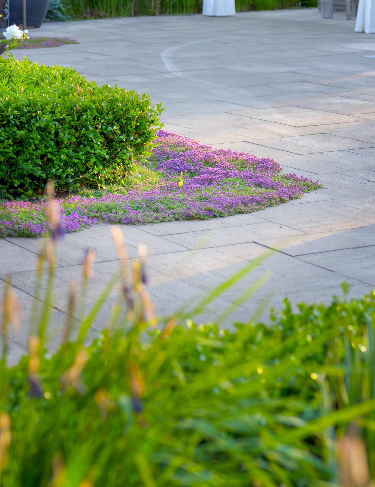 A paved pathway is surrounded by lush greenery and vibrant purple groundcover. The focus is on the well-maintained landscaping with no people visible.