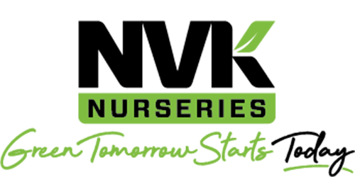 The image shows a logo for 'NVK Nurseries' with a stylized green leaf. Below it, a slogan reads 'Green Tomorrow Starts Today' in cursive script.
