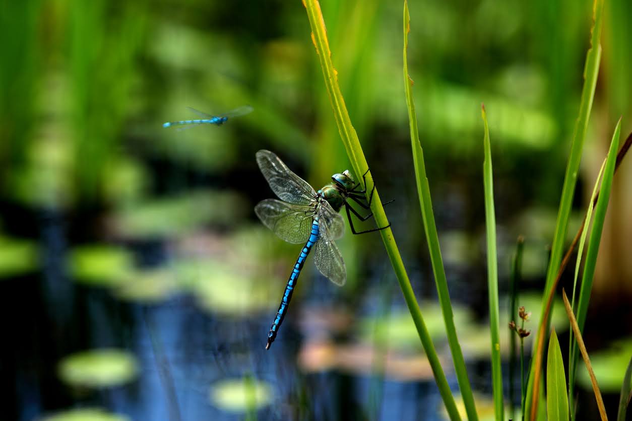 Horizontal close up of two blue dragon flies